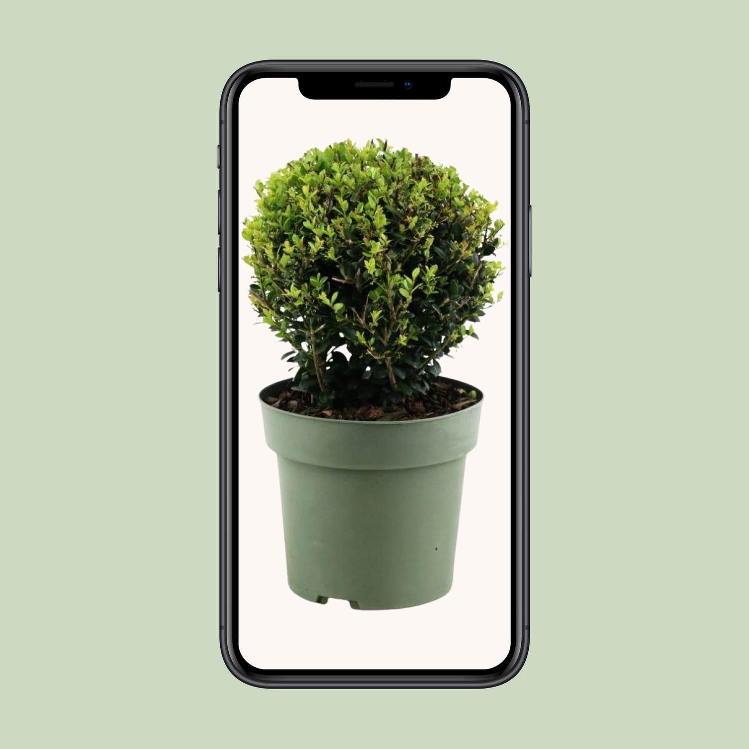 Ilex Crenata 'Jenny'® Ball Ø20cm P17 - Ø17cm - ↕40cm