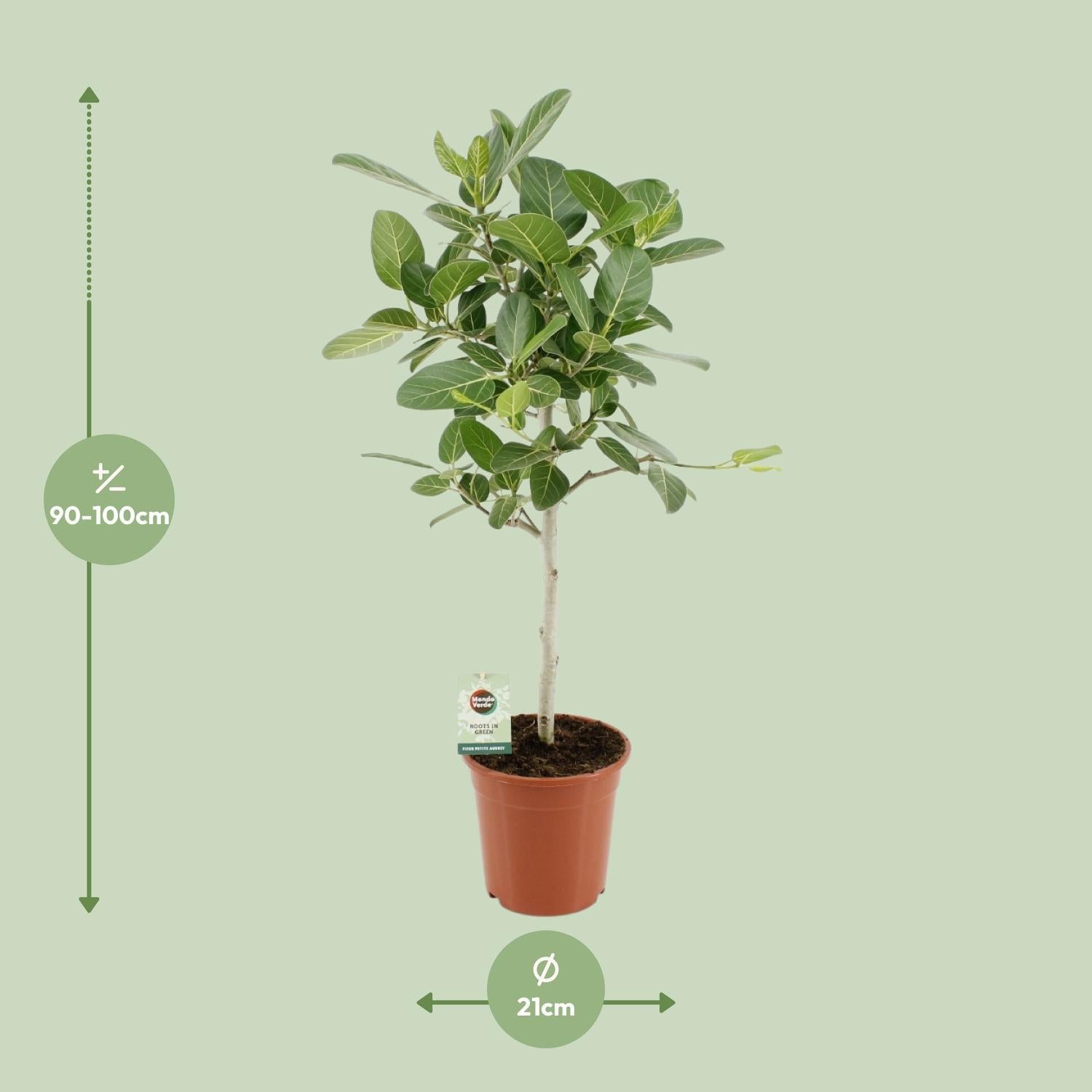 Indischer Banyanbaum Ficus Benghalensis Petite Audrey - Ø21cm - ↕95cm