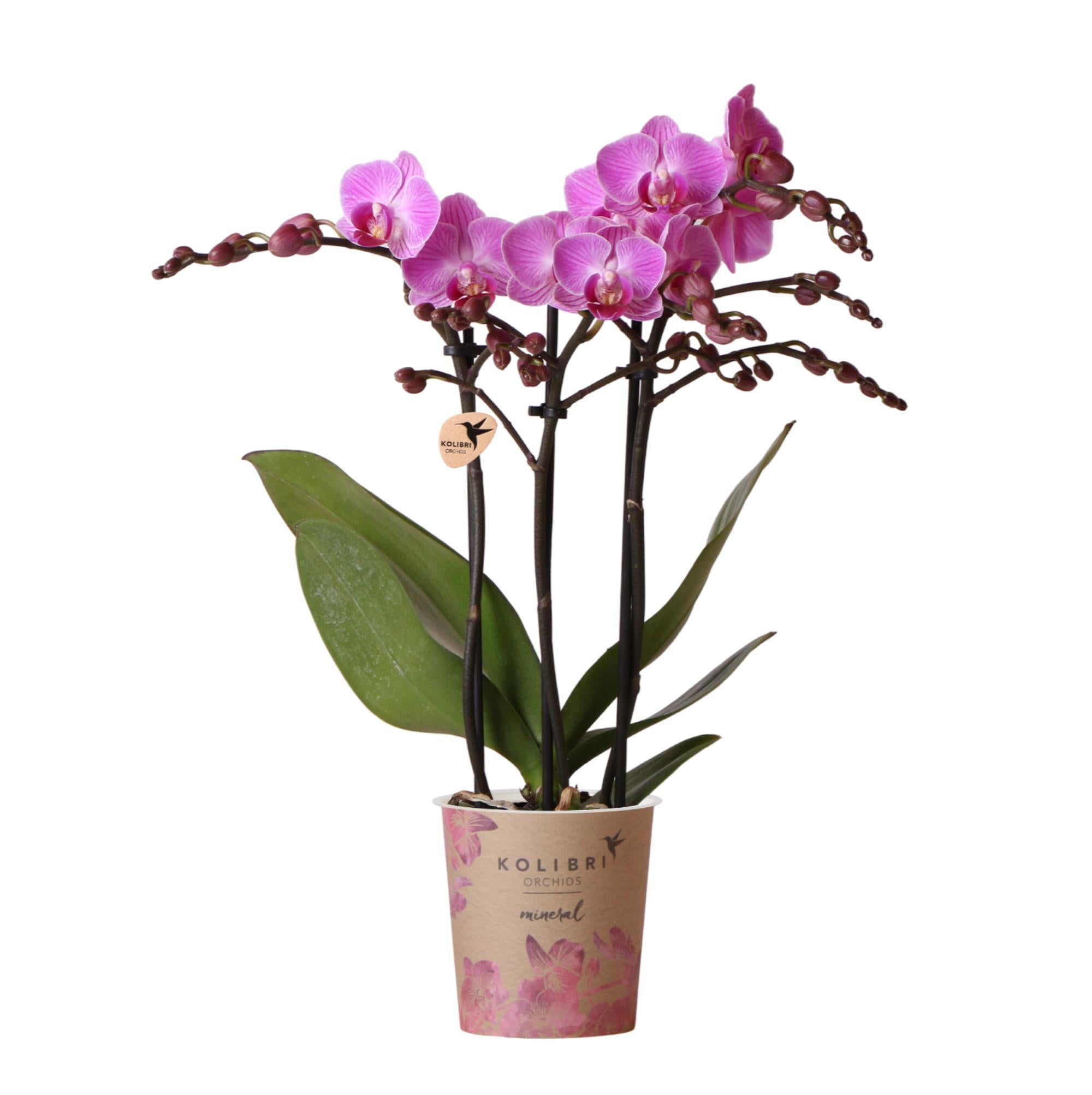 Orchidee Lila/rosa Phalaenopsis Orchidee - Mineral Vienna - Topfgröße Ø9cm | blühende Zimmerpflanze - frisch vom Züchter