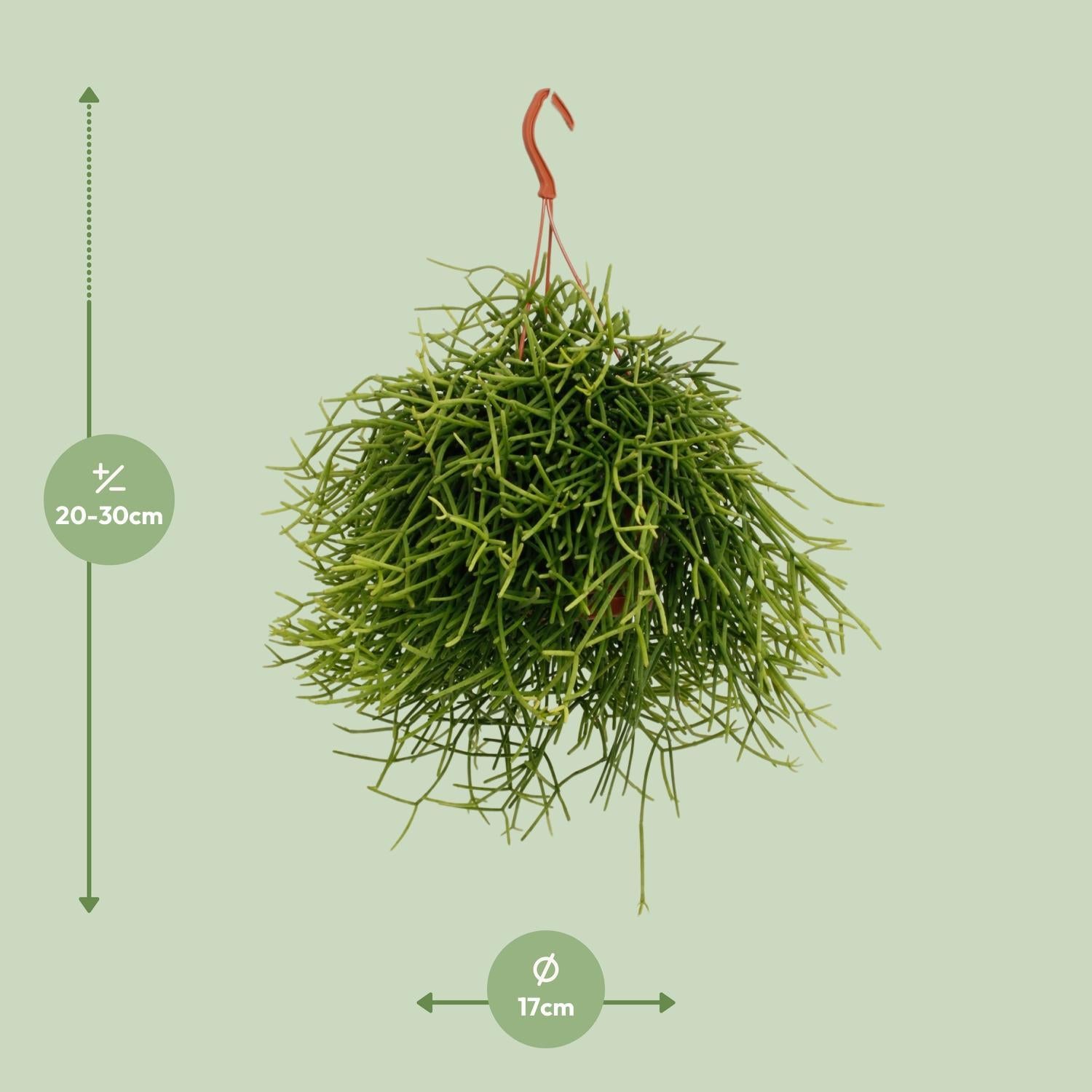 Korallenkaktus - Rhipsalis Heteroclada Kaktus - Ø17cm - ↕25cm