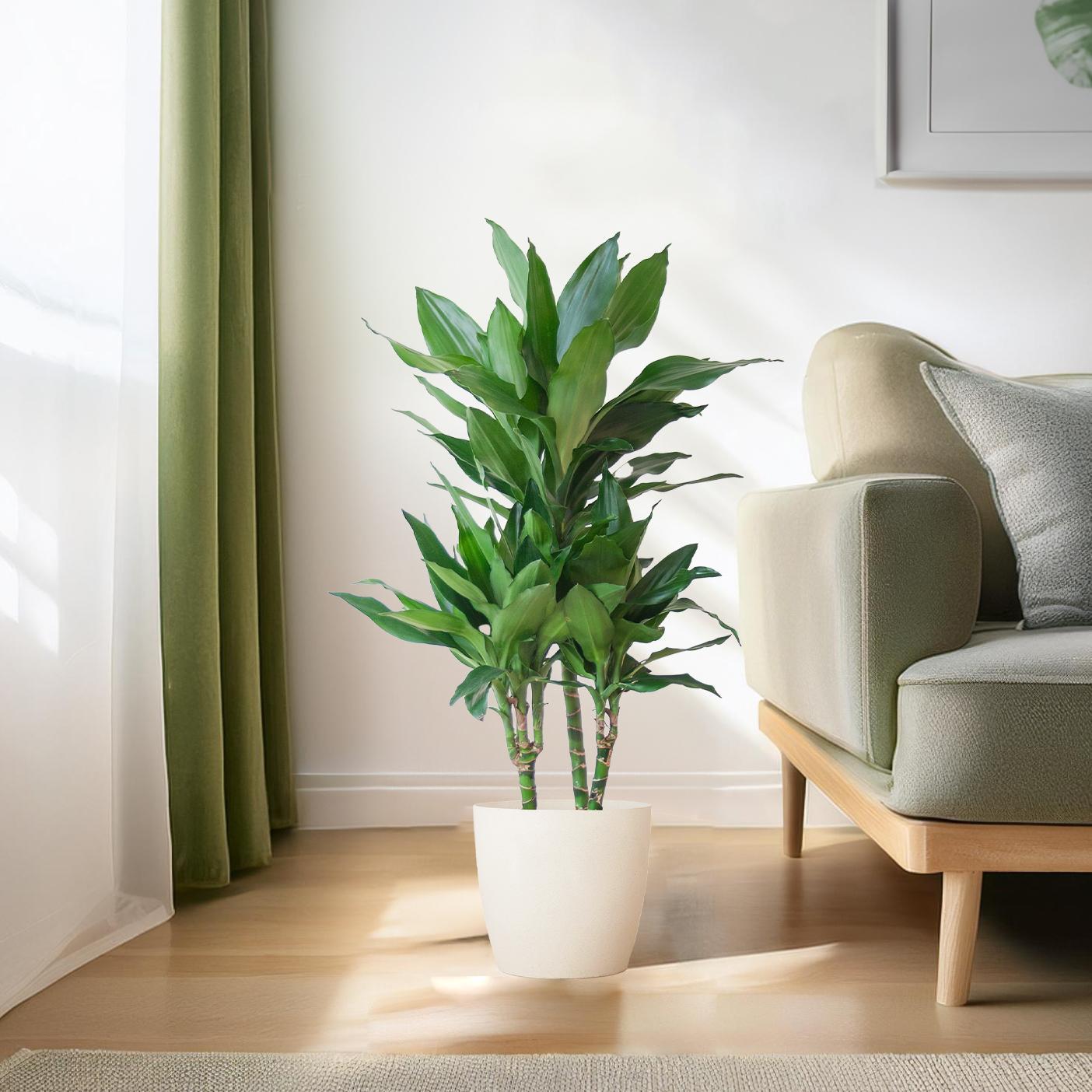 Drachenbaum - Dracaena Janet Lindt mit Viber Topf weiß - 95cm - Ø21