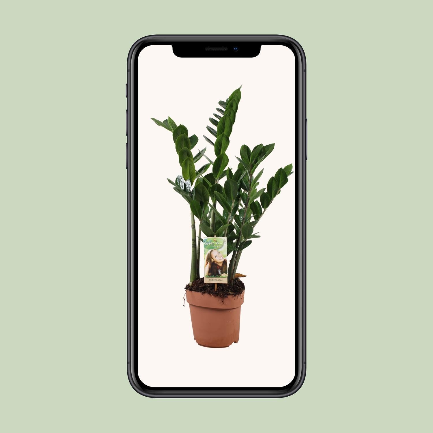 Smaragdpalme - Zamioculcas Zamiifolia - Ø17cm - ↕70cm