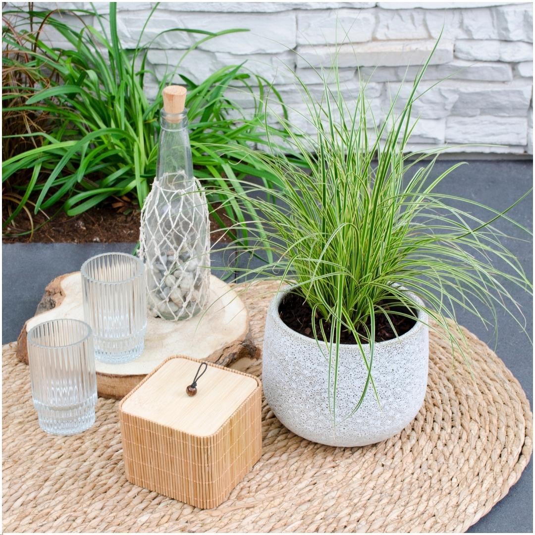 Ziergras Variegata - Carex brunnea Variegata - Ø 14 cm - ↨ 25 cm   3 Stück