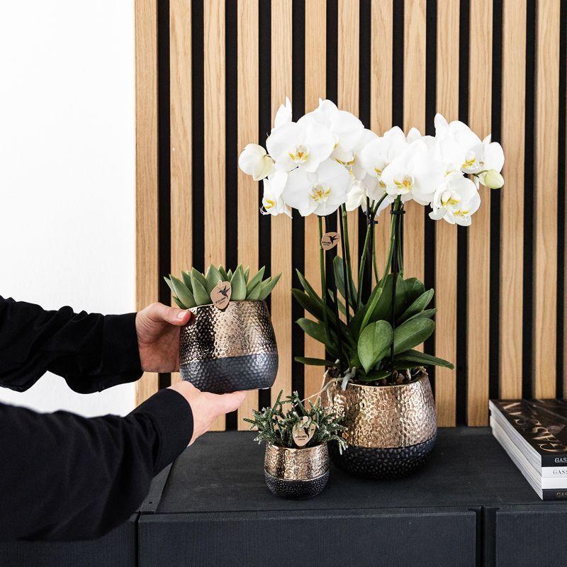 Kolibriebedrijf | Complete plantenset Home Hub | Groene planten met witte Phalaenopsis orchidee inclusief zwarte keramische sierpotten en accessoires