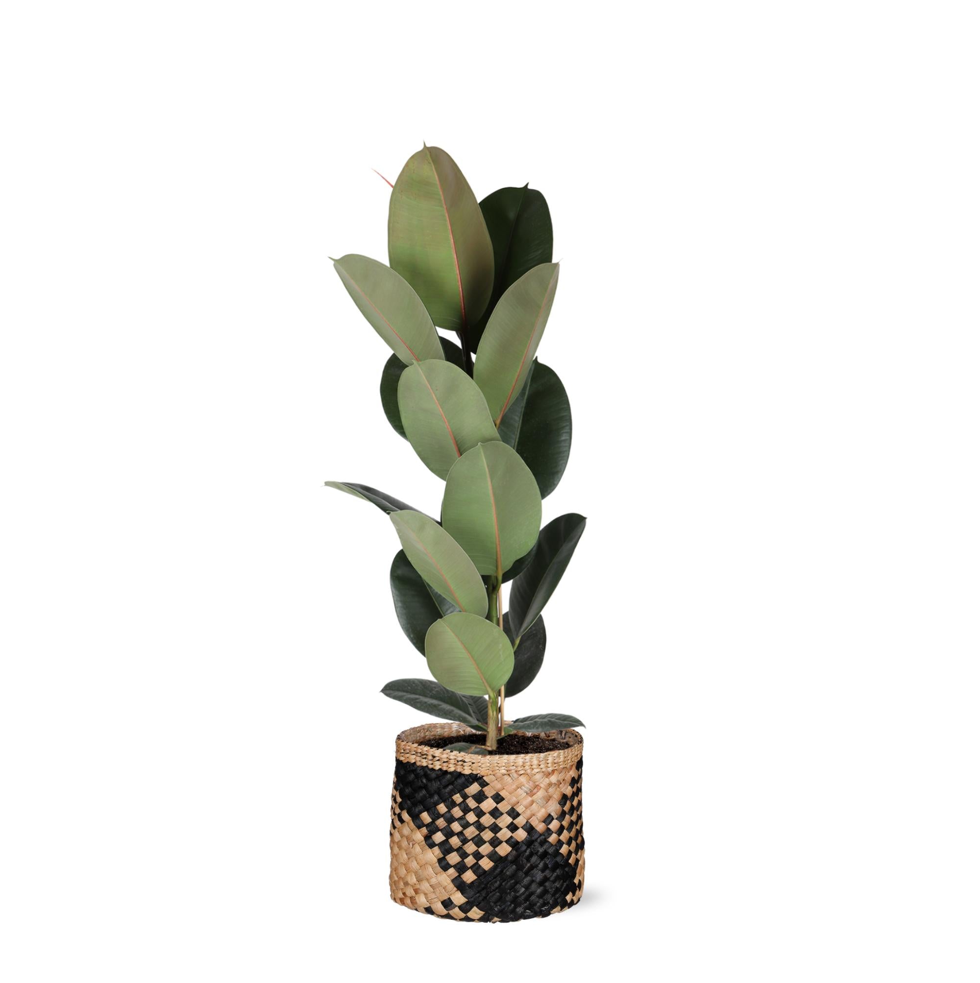 Gummibaum Ficus Elastica Robusta - Ø21cm - ↕90cm in Albury BLACK print Korb