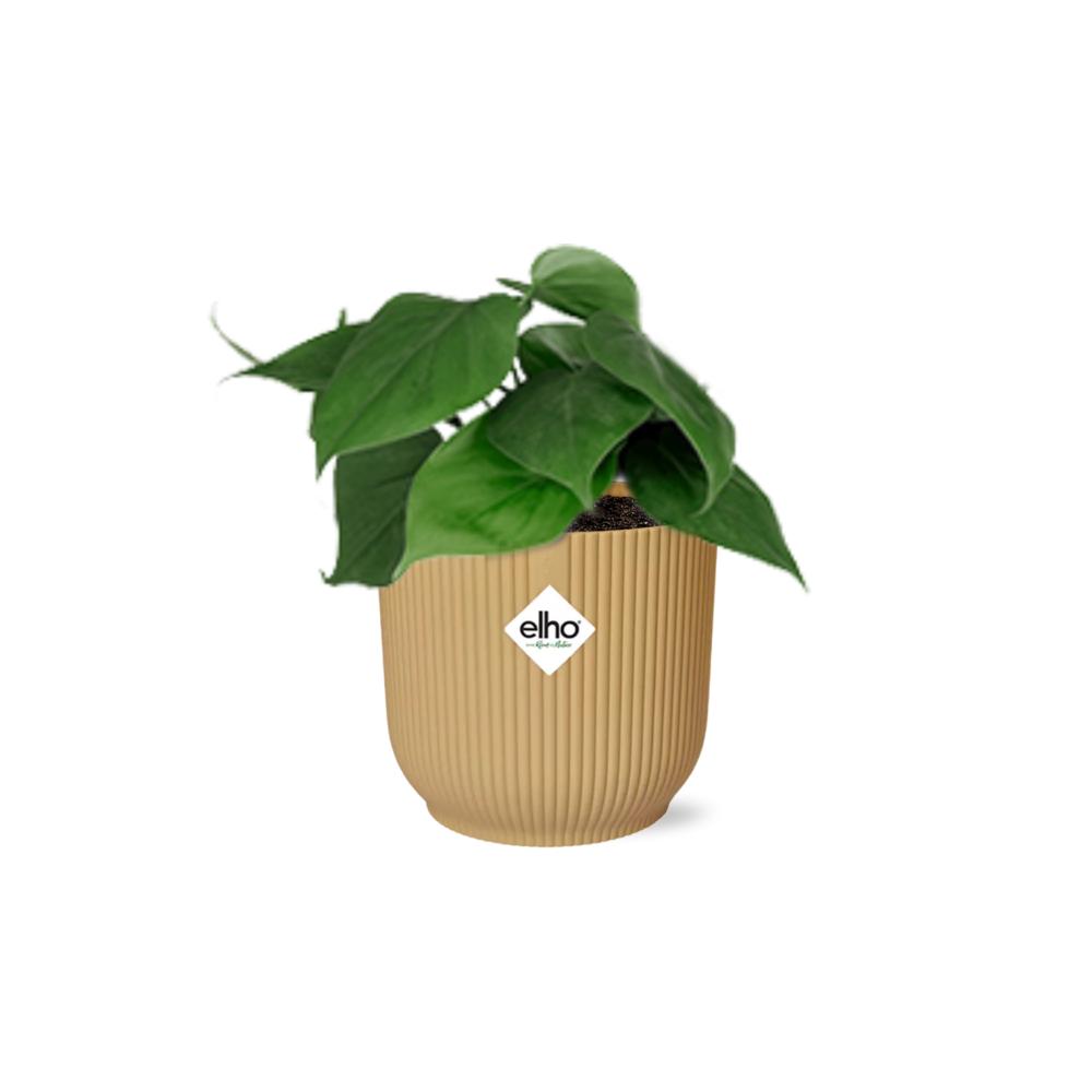 Herzblattphilodendron - Philodendron Scandens in ELHO Vibes Fold 14cm geel Topf gelb