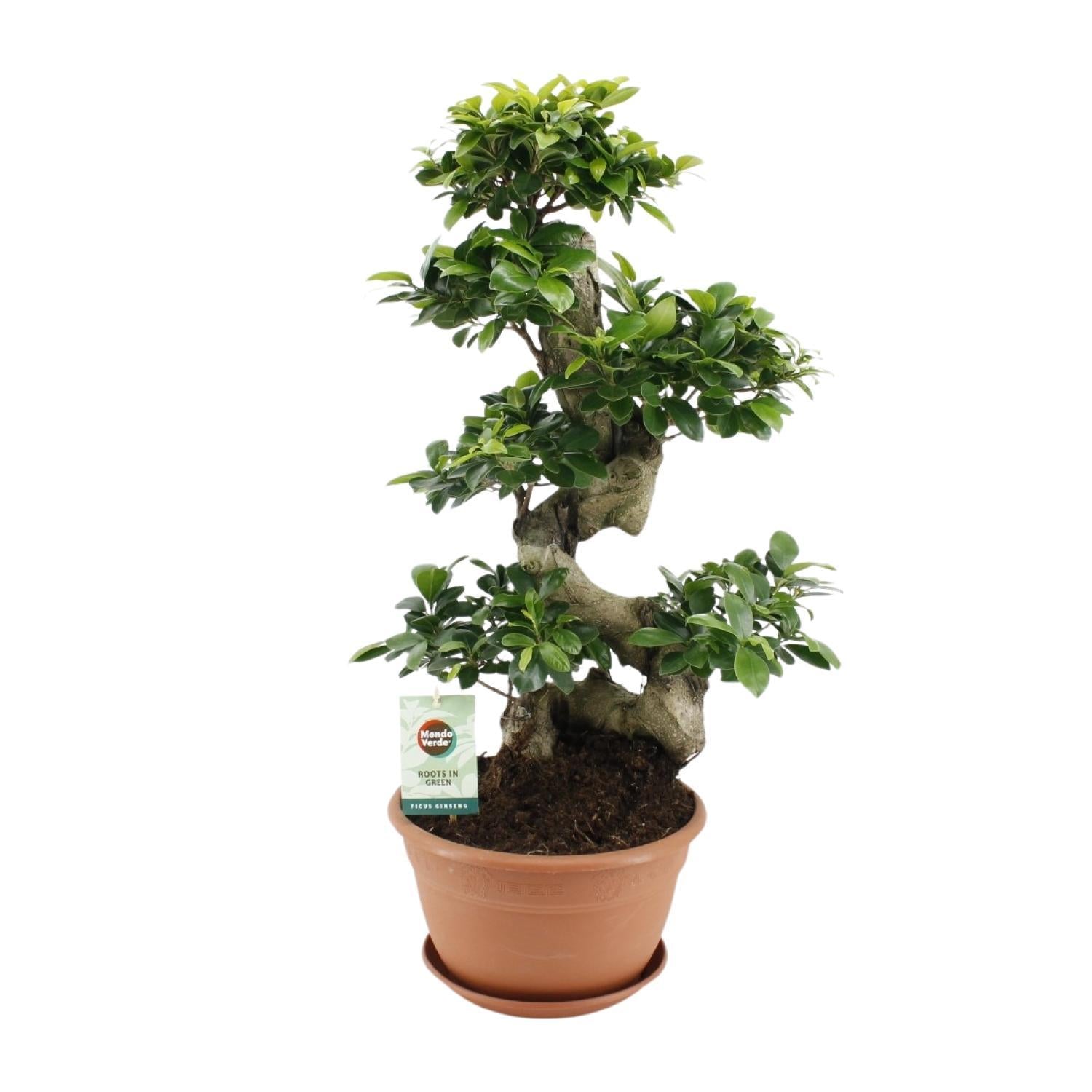 Ficus microcarpa Ginseng - Ø27cm - ↕70cm