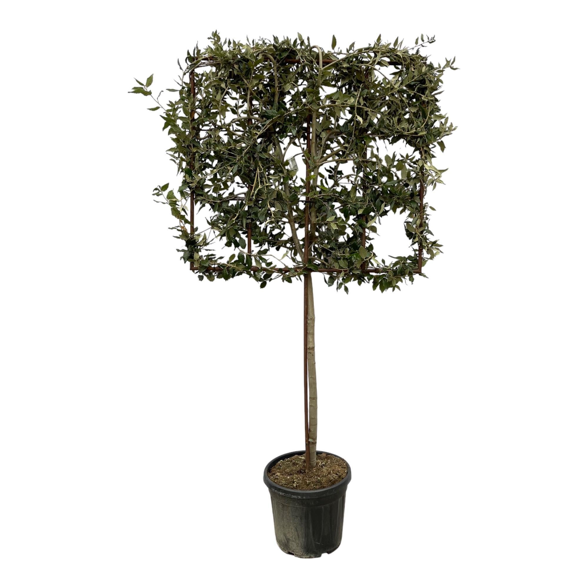 Quercus ilex-Baum auf Gestell – 225 cm – Ø40 cm