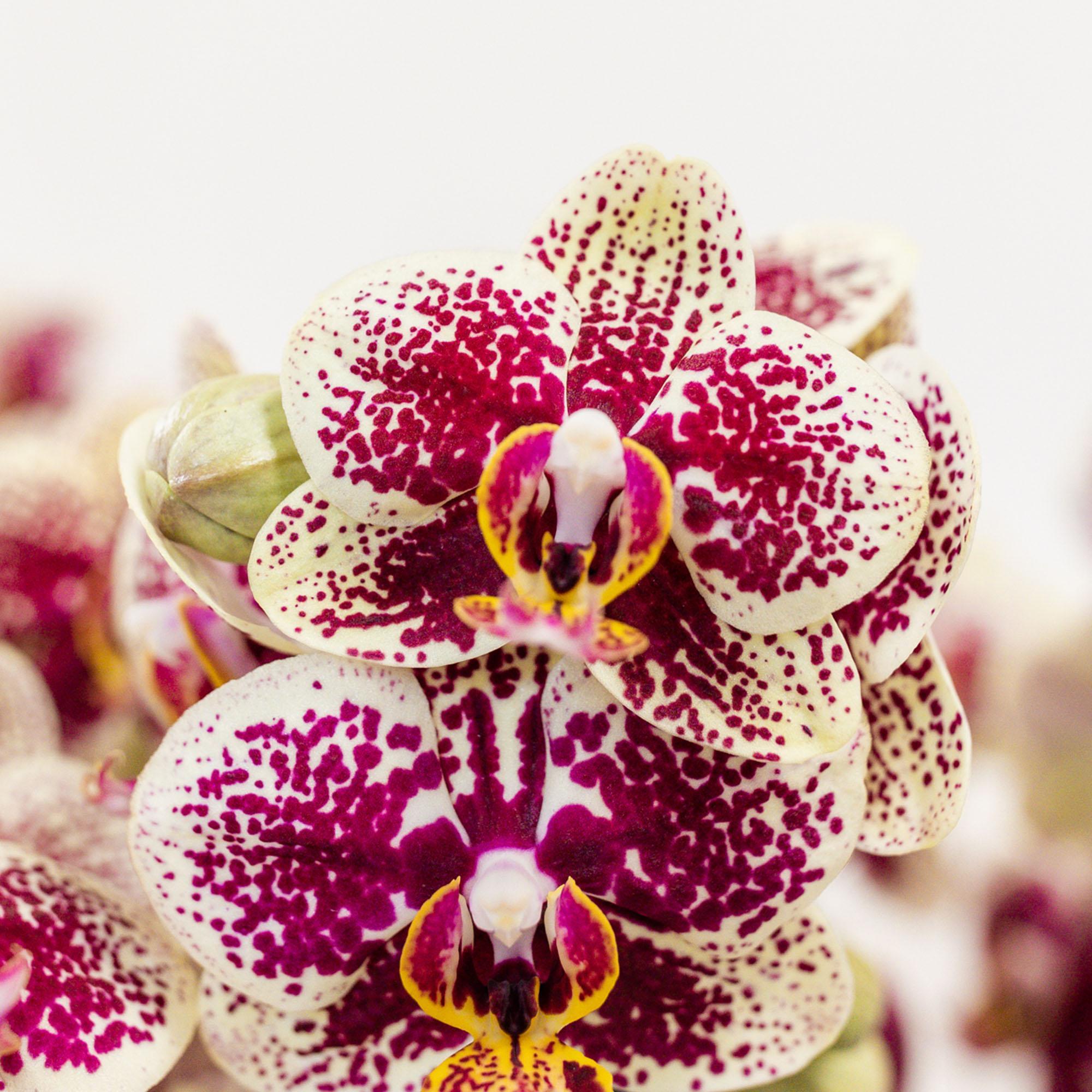 Orchidee Gelbe rote Phalaenopsis-Orchidee - Spanien im Retro-Dekotopf Terrakotta - Topfgröße Ø9cm - 40cm hoch | blühende Zimmerpflanze - frisch vom Züchter