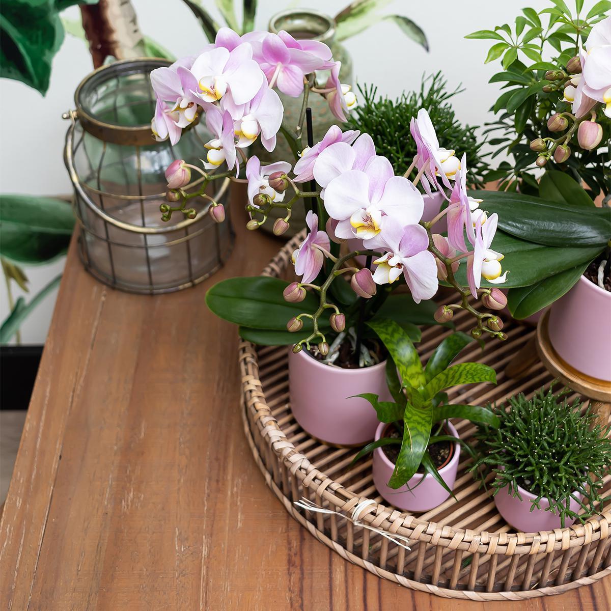 Kolibrie Thuis | Roze bloempot met goudpoot - Roze keramiek pot met gouden rand - Ø9cm