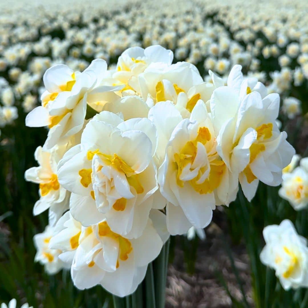 Narzissen u. Osterglocken Medium Mix - Nachhaltige Vorteilspackung, 50 Blumenzwiebeln für 1 qm Blumenpracht - Größe 12/14