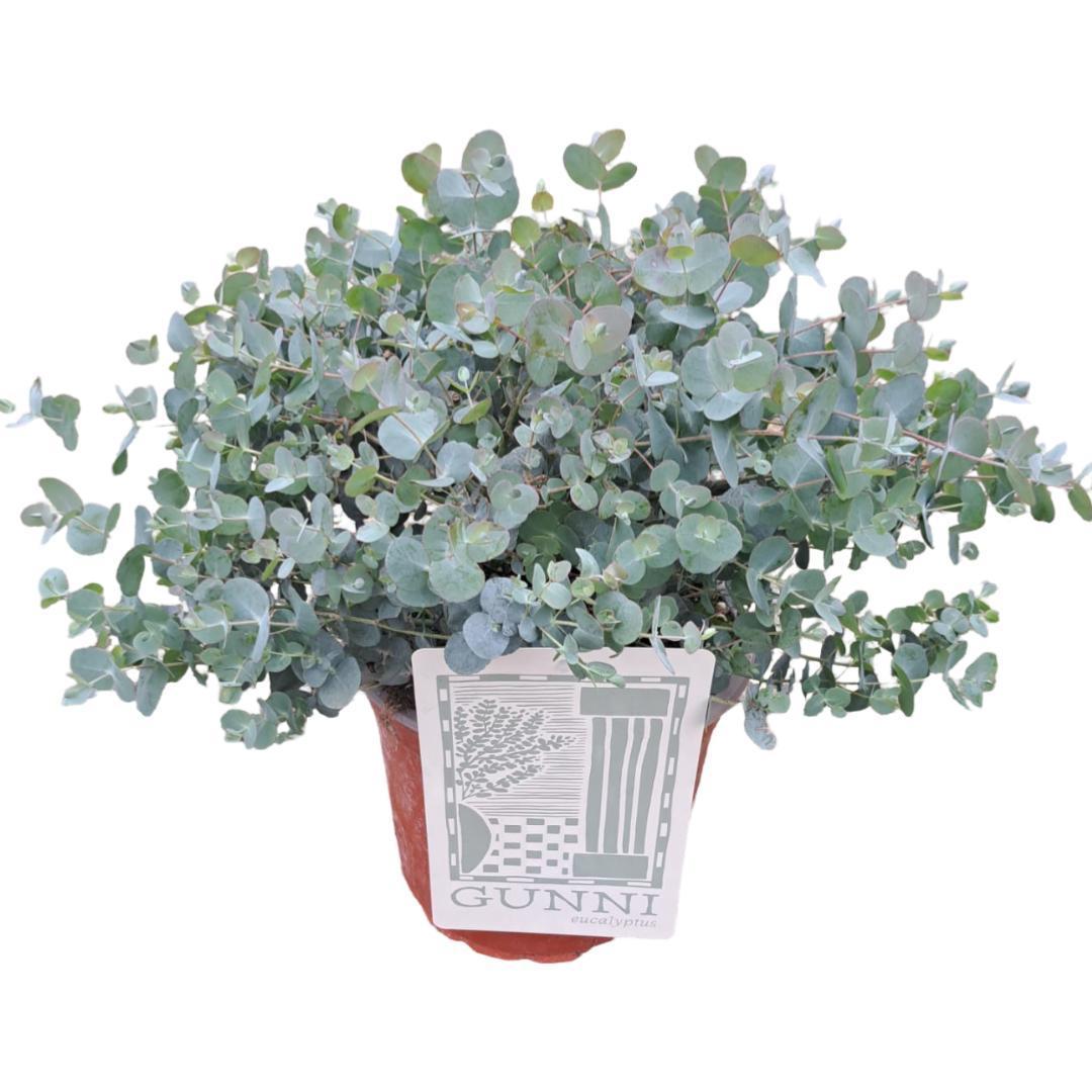 Eukaliptus - Eucalyptus Gunni - Ø21cm - ↕55cm