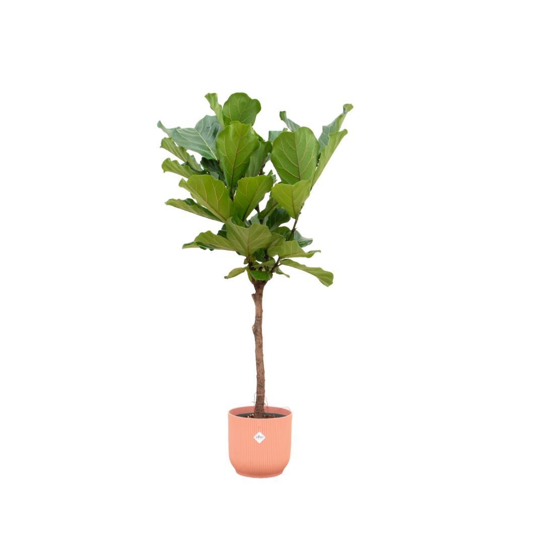 Geigenfeige - Ficus Lyrata Baum inklusive elho Vibes Fold Round Topf rosa - 160 cm - Ø30