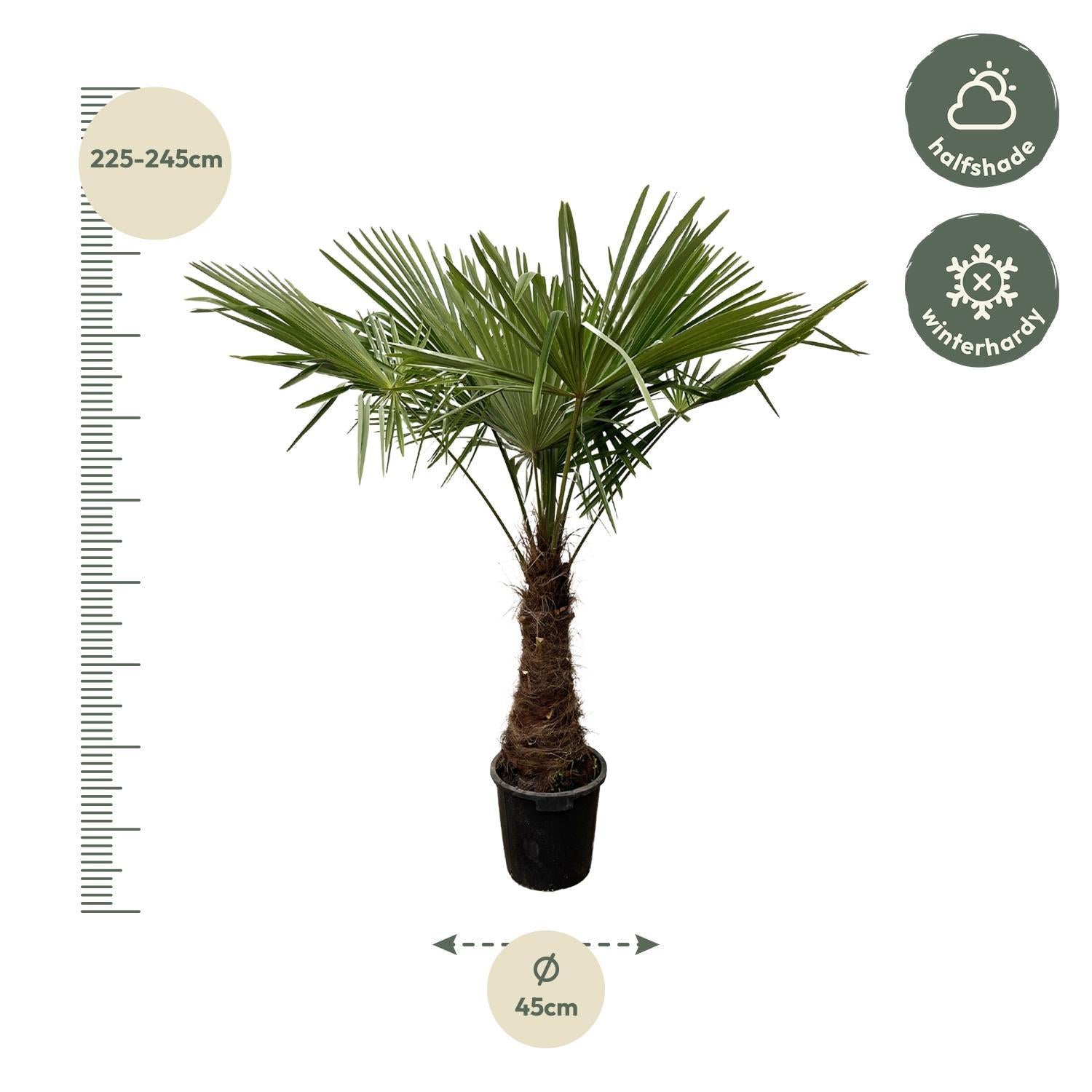 Trachycarpus - 220cm - Ø45