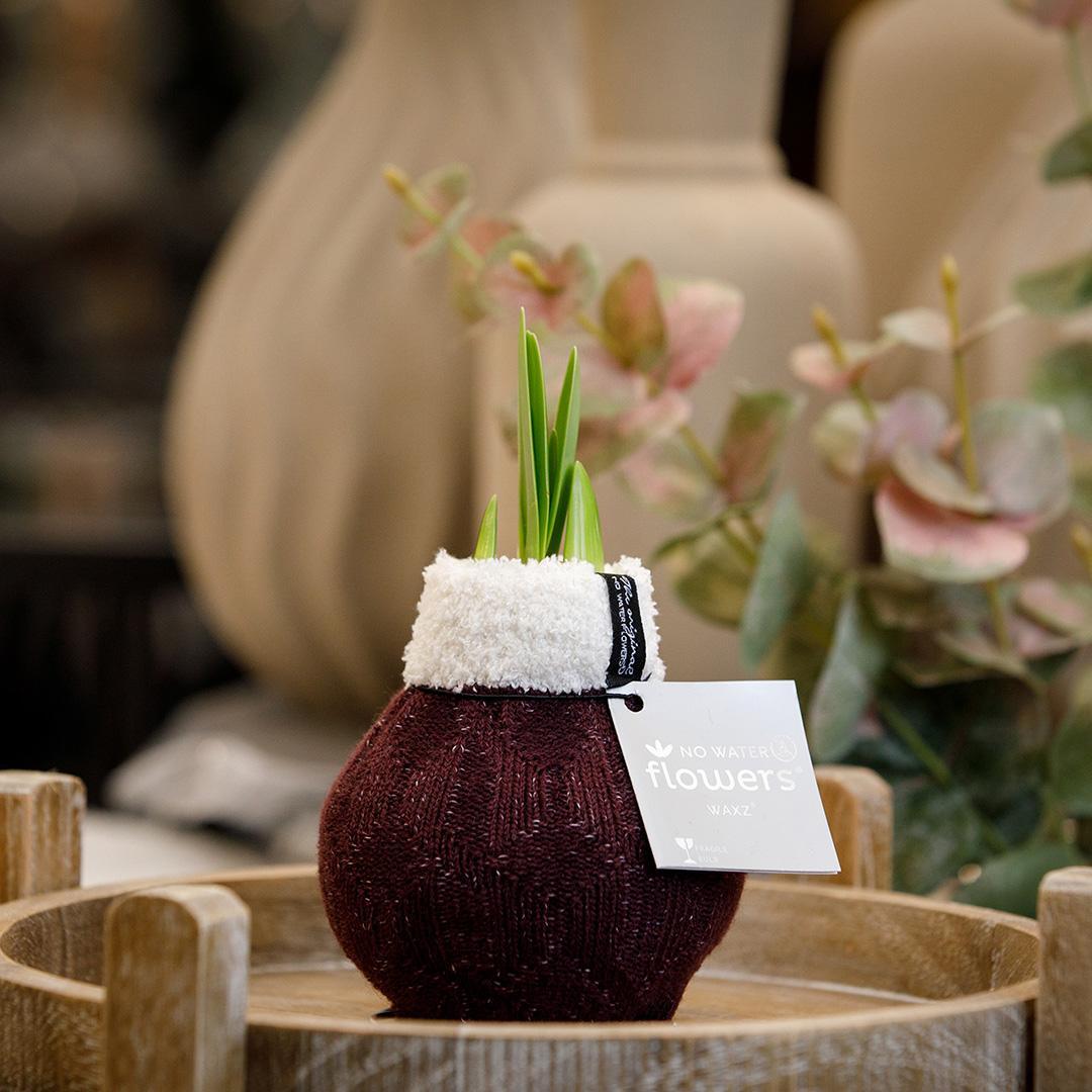 No Water Flowers® (wax amaryllis) | Fashionz Cozy Wooly - Bordeaux + Red flower