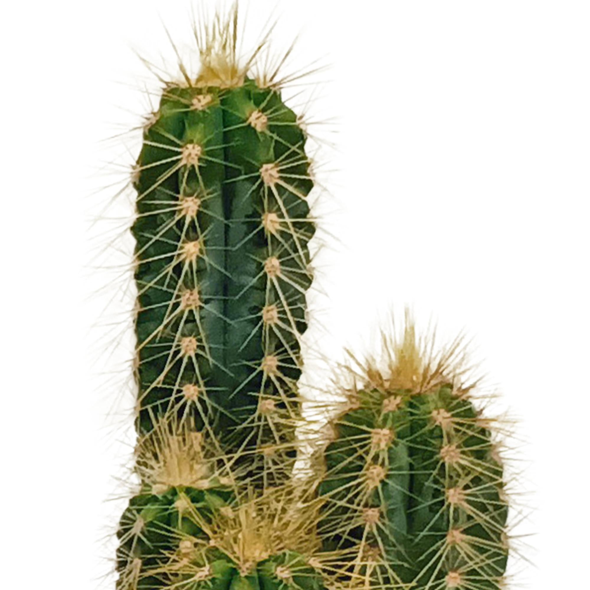 Cactusmix 5,5 cm - 10x - zonder pot