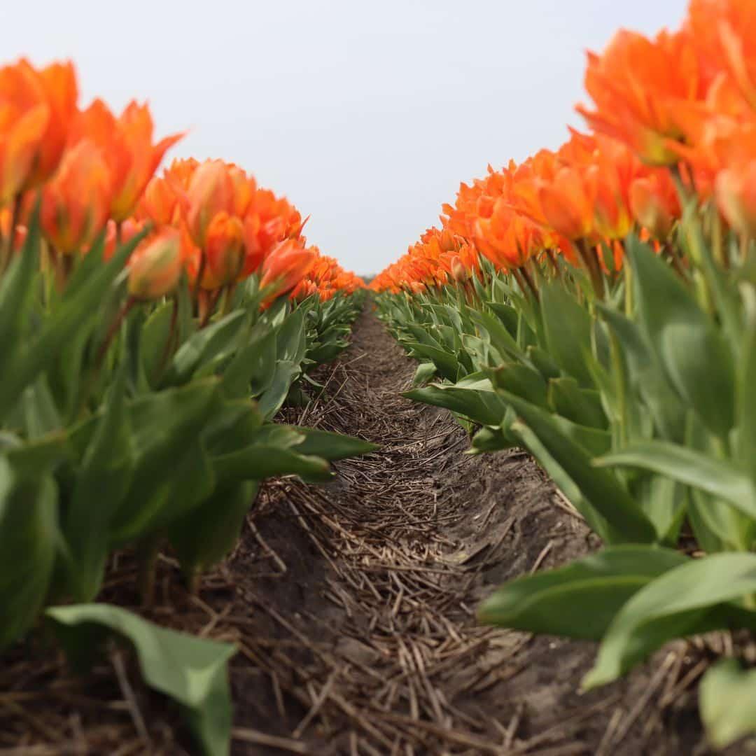 Tulpe Orange Emperor - 15 Blumenzwiebeln - Größe 12+