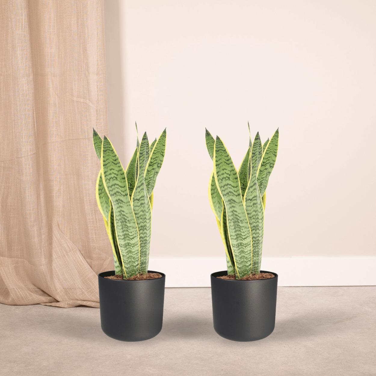 2x Sansevieria Laurentii - Damestong - 40cm - ø14