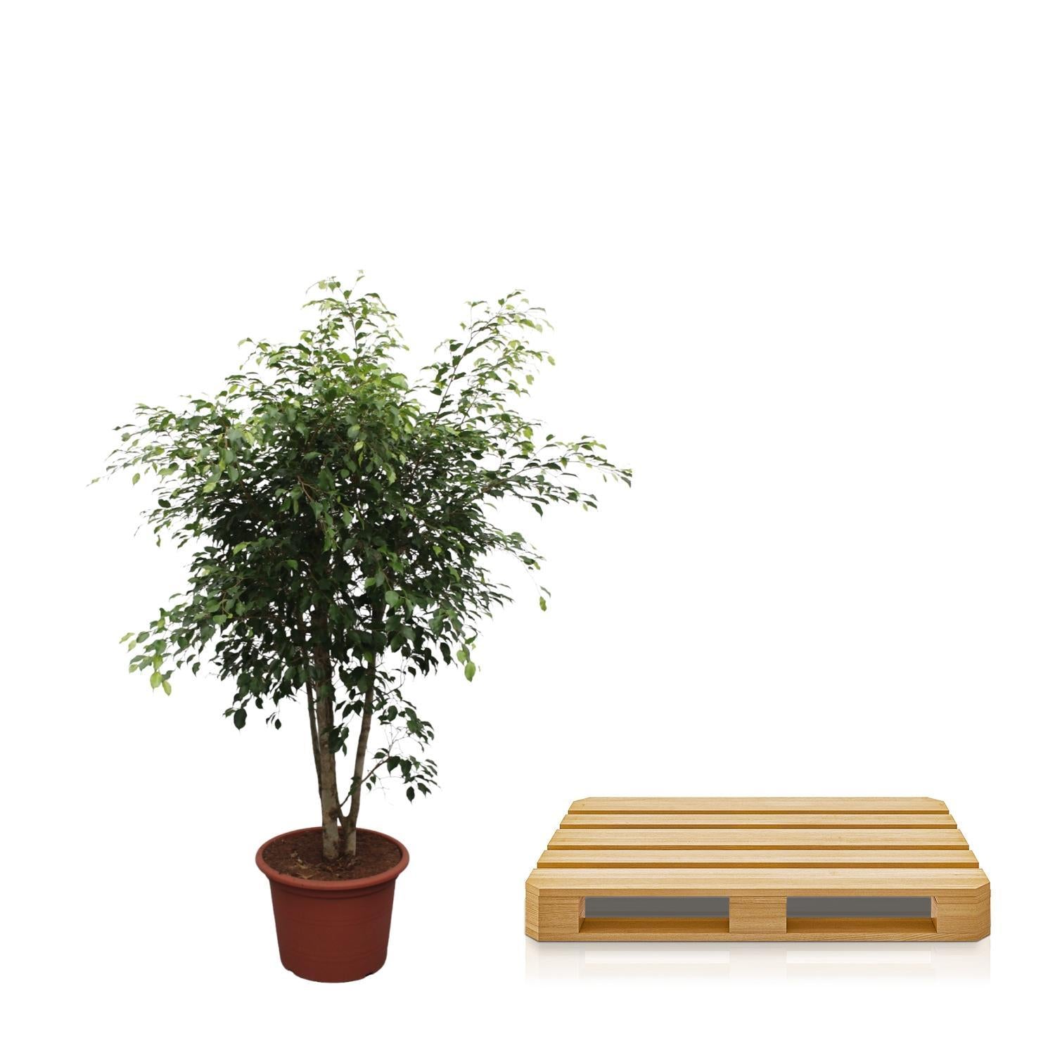 Birkenfeige - Ficus Benjamina Exotica verzweigt - 190 cm - ø50