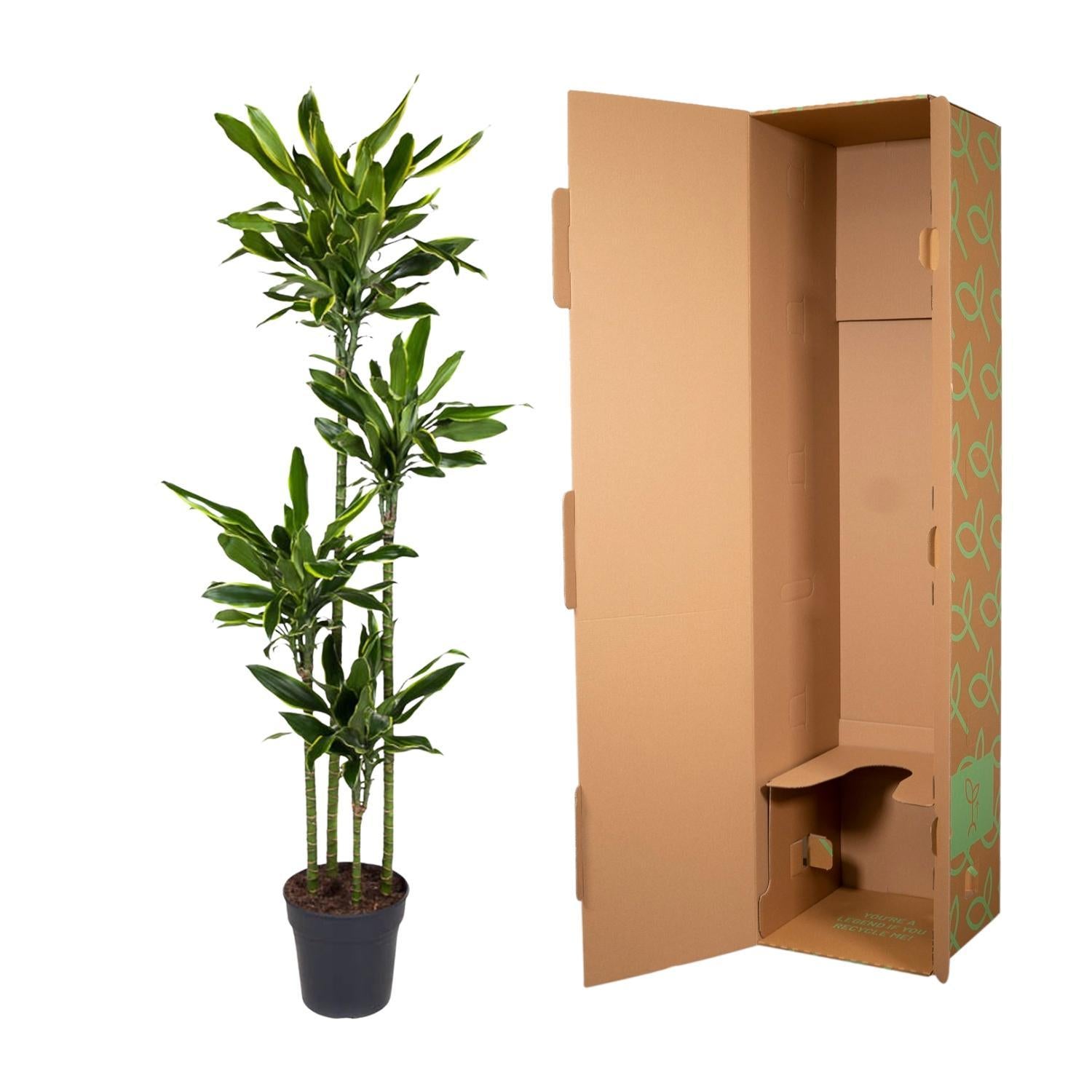 Drachenbaum Golden Coast - Dracaena Golden Coast - 170 cm - ø27