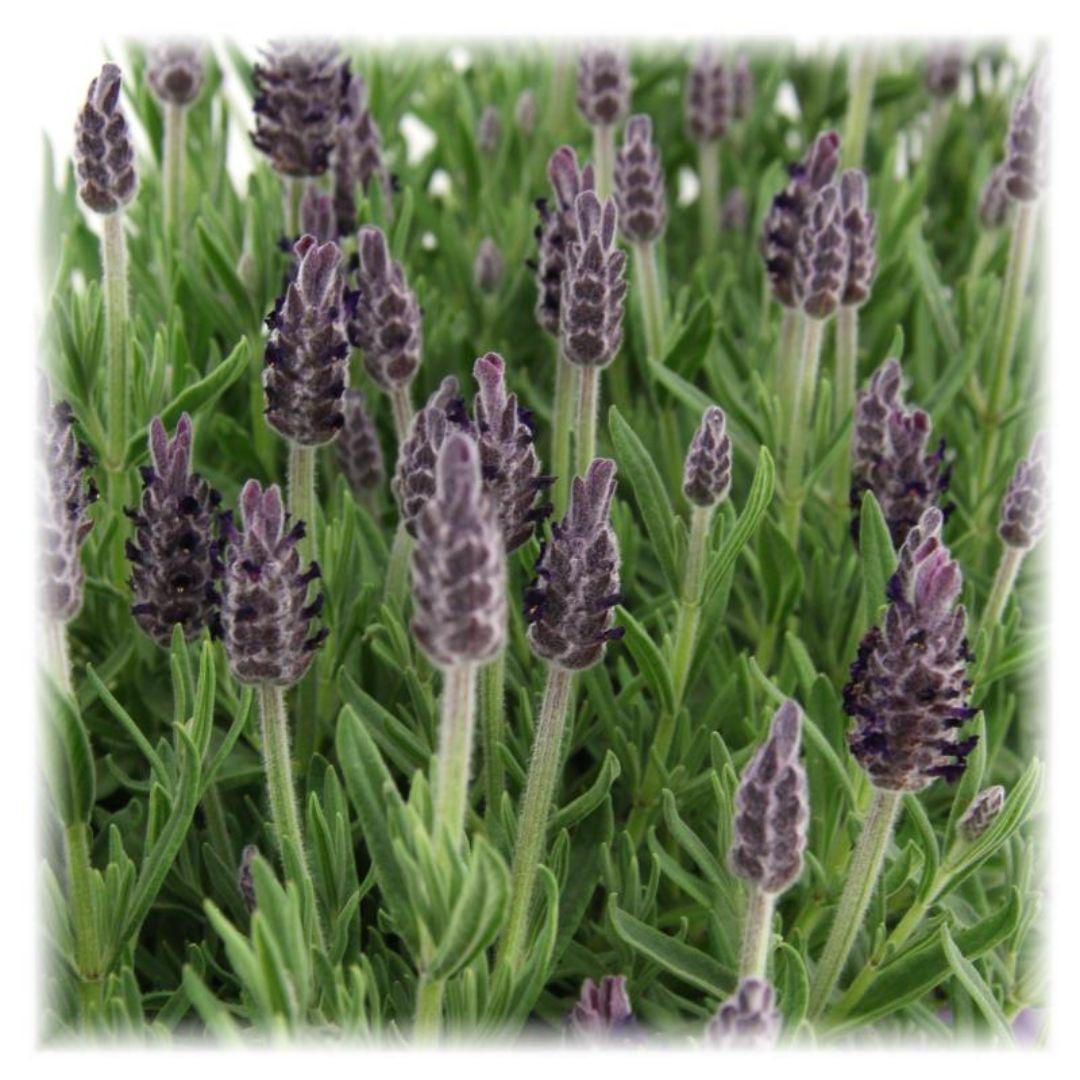 Lavendel - Lavandula Stoechas Anouk® - 12 cm Topf   6 Stück