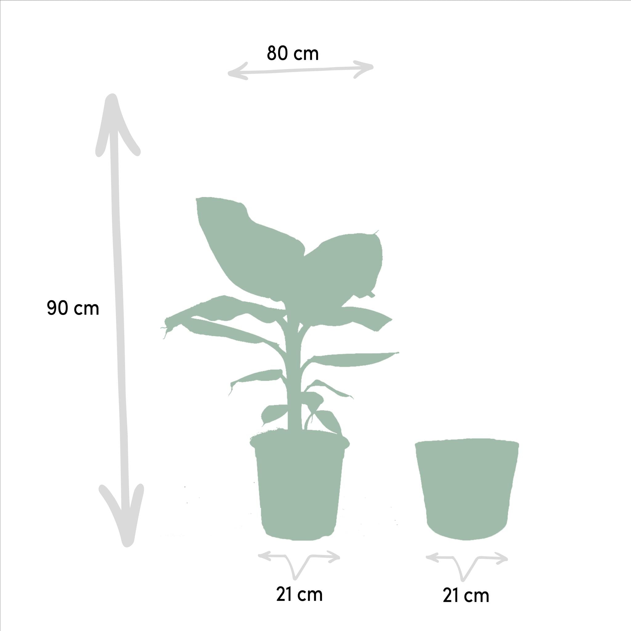 Pflanzen Mix - Monstera Deliciosa - Ø21cm - ↕75cm + Alocasia Zebrina - Ø19cm - ↕75cm + Strelitzia Nicolai - Ø19cm - ↕85cm + Korb Selin