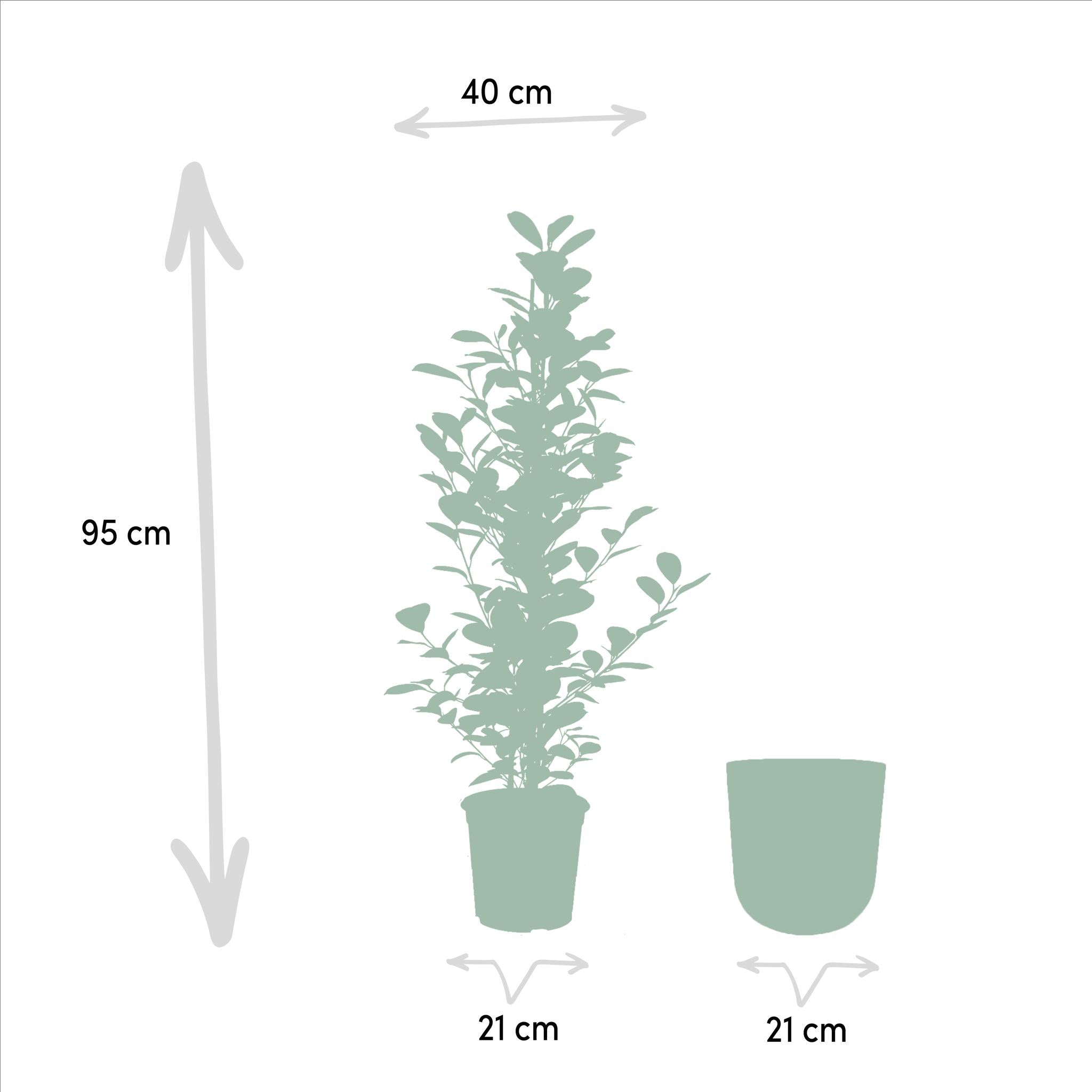 Lorbeerfeige Ficus microcarpa Moclame - Ø21cm - ↕95cm + Topf Mayk Lead