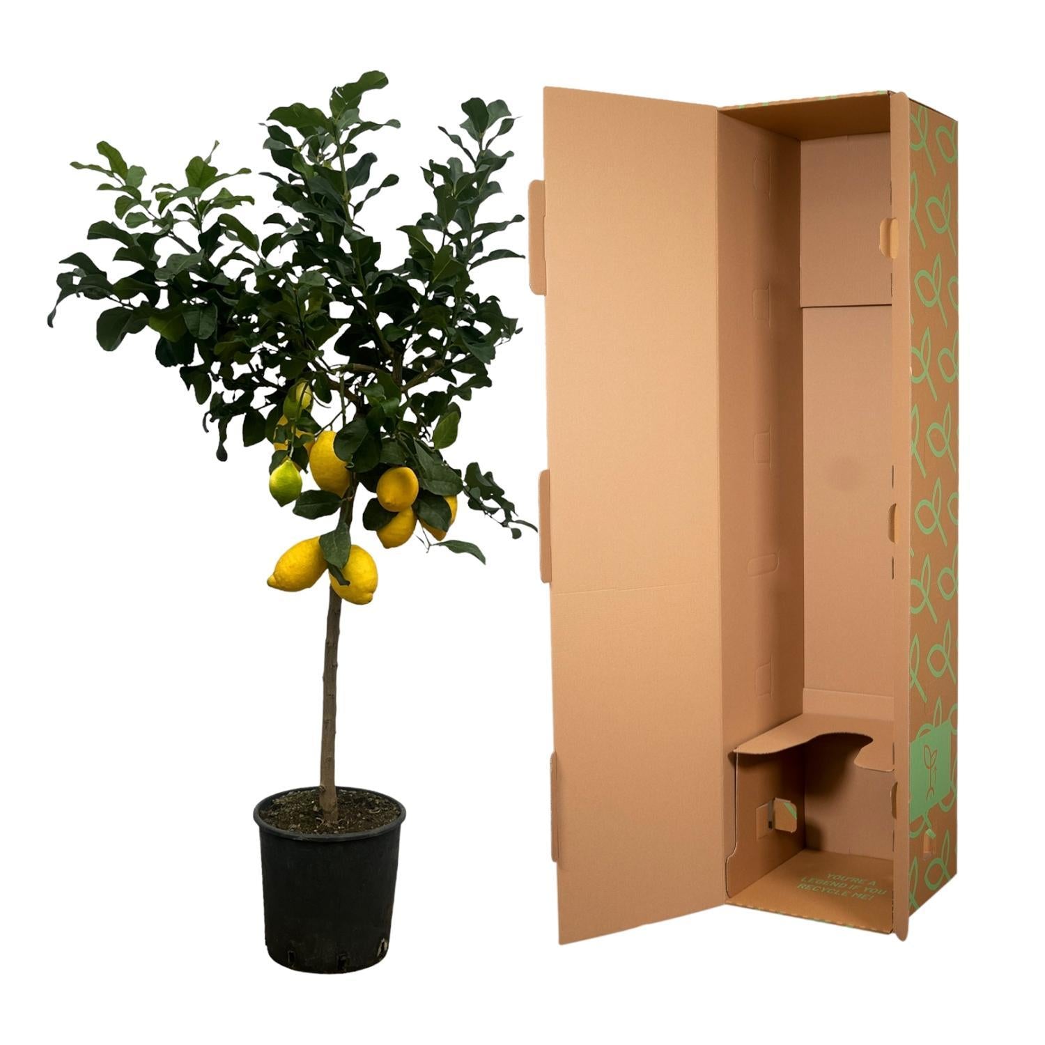 Zitronenbaum - Citrus Lemon Zitronenbaum - 150 cm - Ø24cm