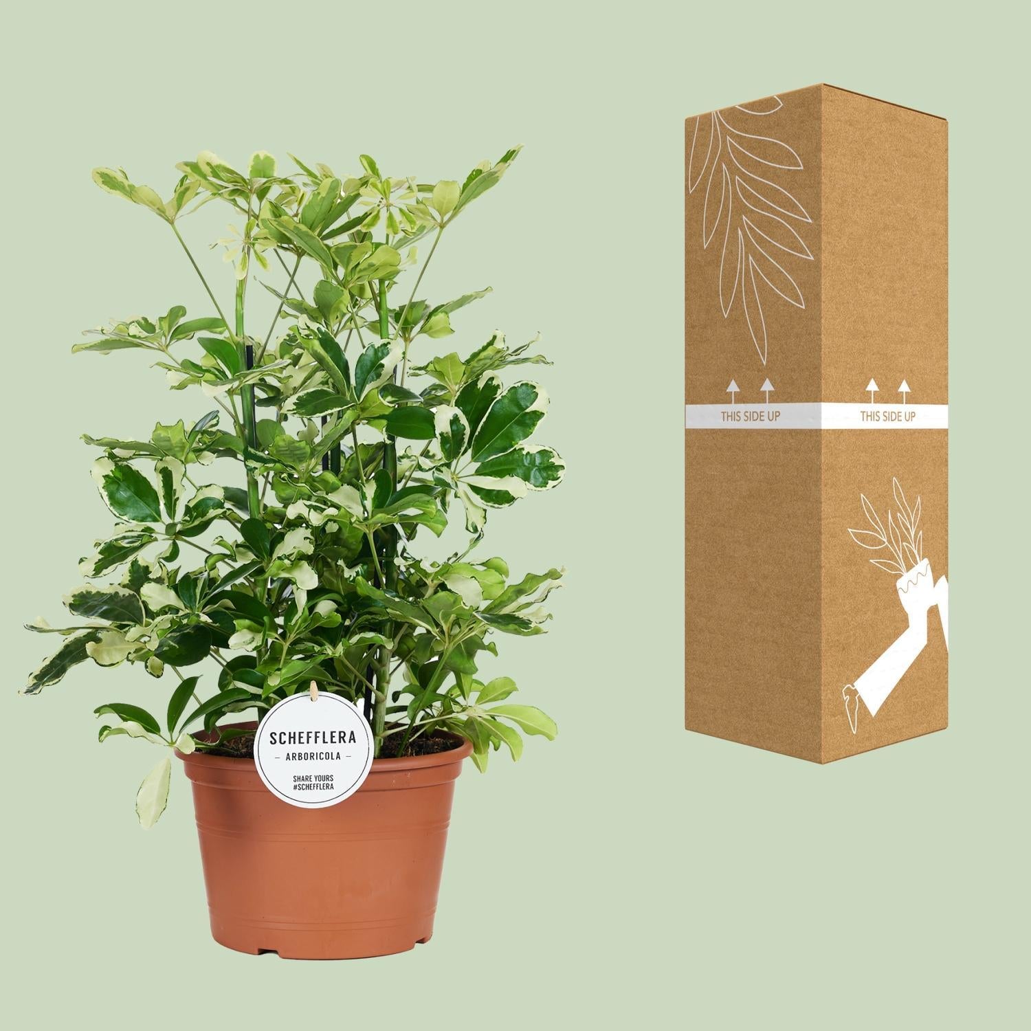 Schefflera Charlotte - Ø21cm - ↕55cm