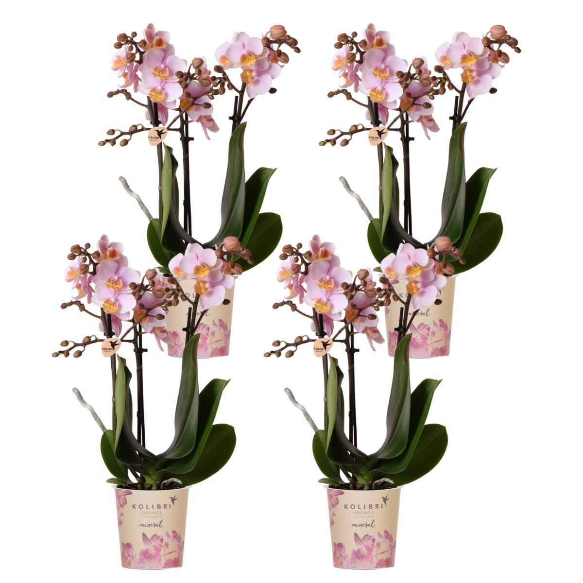 Kolibrie-orchideeën | COMBI DEAL van 4 roze phalaenopsis orchideeën - Andorra - potmaat Ø9cm | bloeiende kamerplant - vers van de kweker