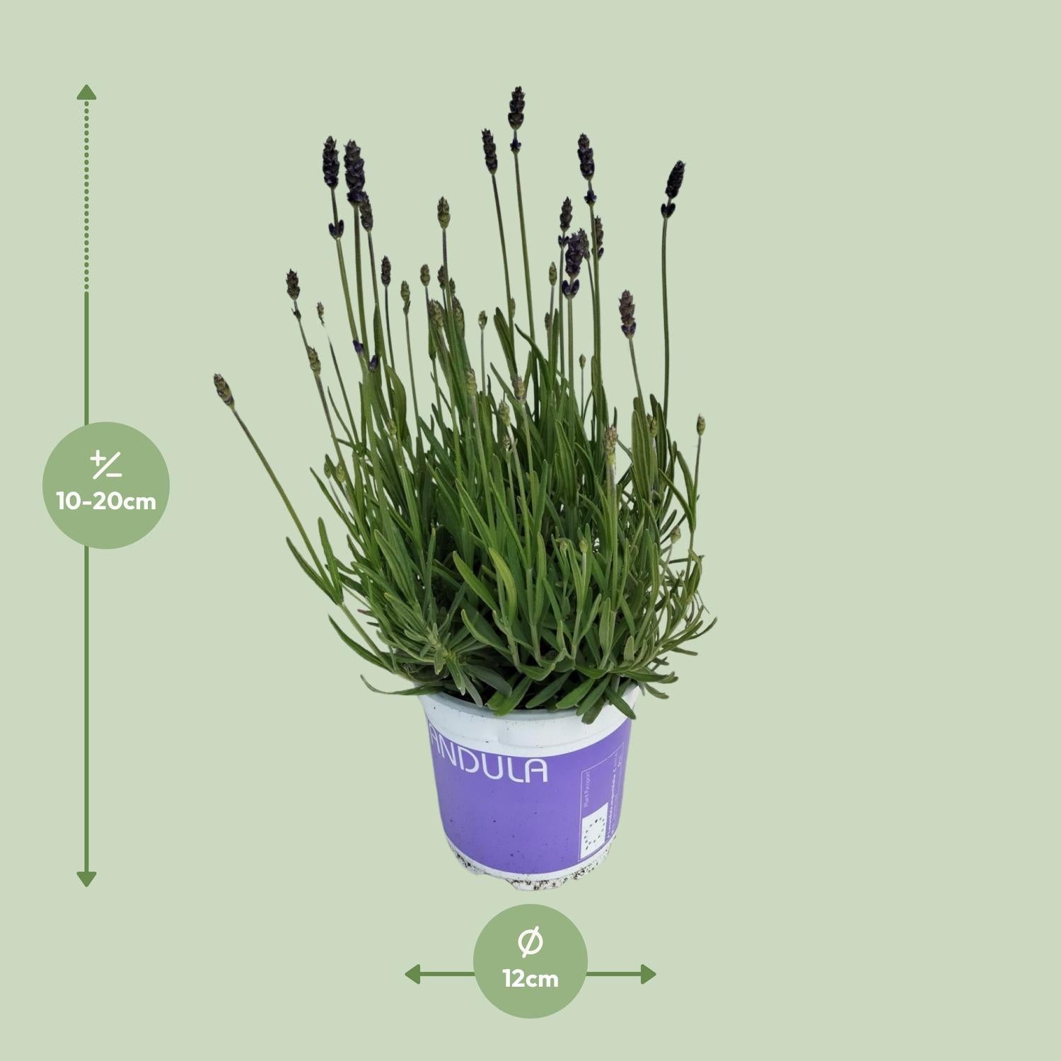 Lavendel - Lavandula Hidcote Blue Blau - Ø12cm - ↕20cm