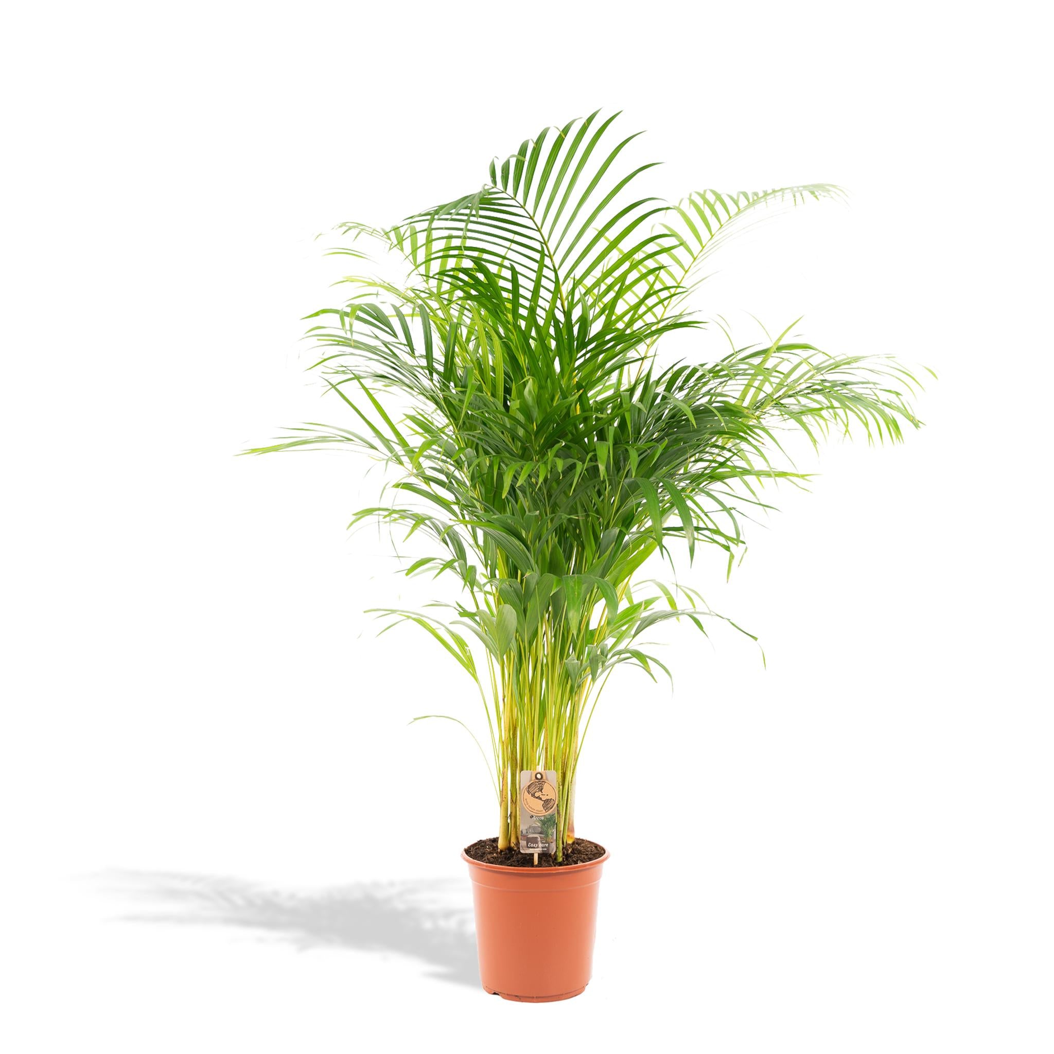 Arecapalme Dypsis lutescens - Ø24cm - ↕130cm