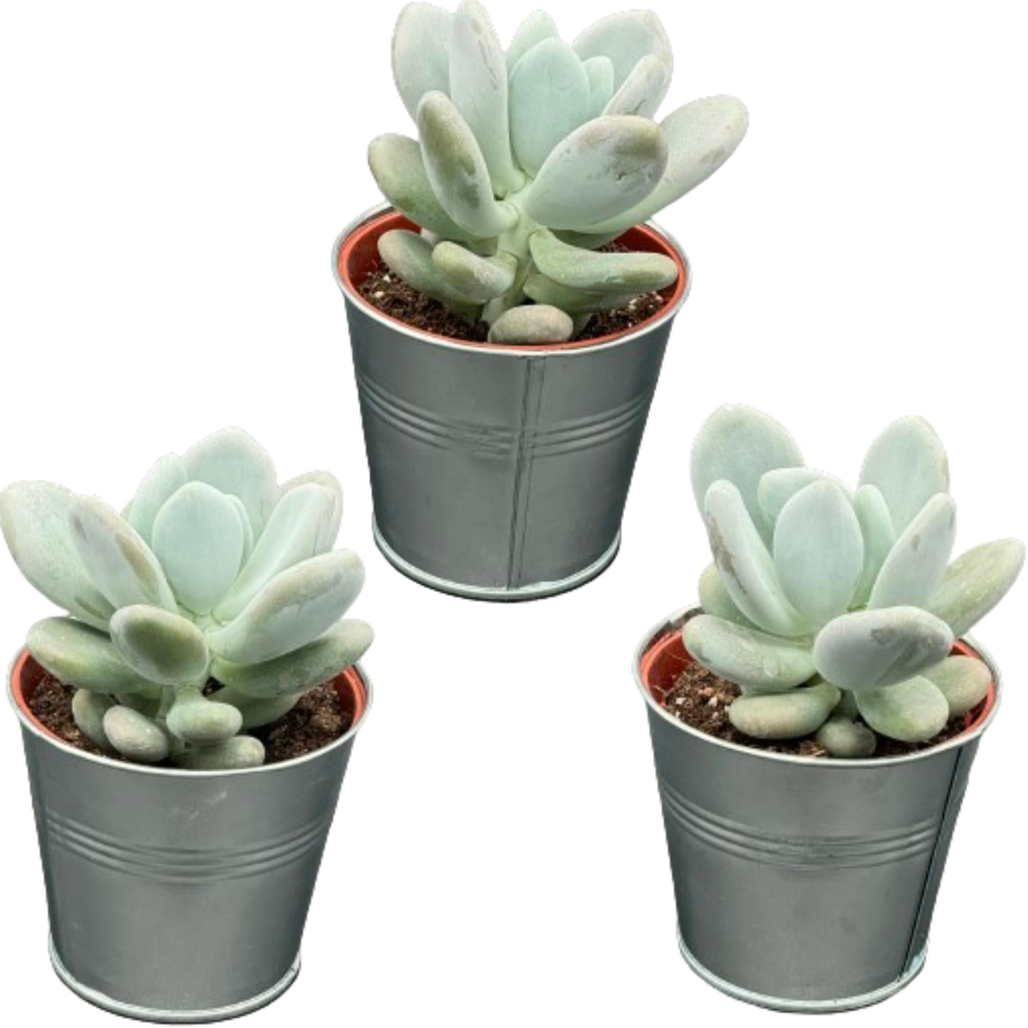 Sukkulenten Set - Pachyphytum Oviferum - 8.5cmØ- 12-17cm im Zink Topf   3 Stück