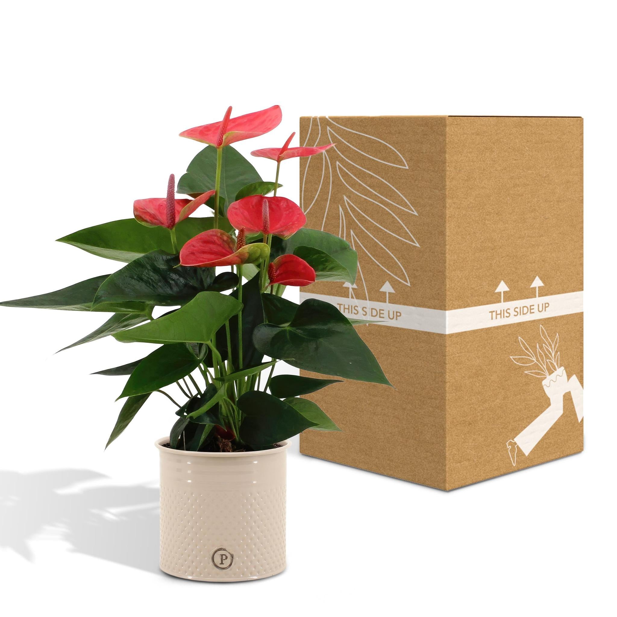 Anthurium andreanum Sweet Dream incl. PURE Zinktopf - 45cm - Ø12