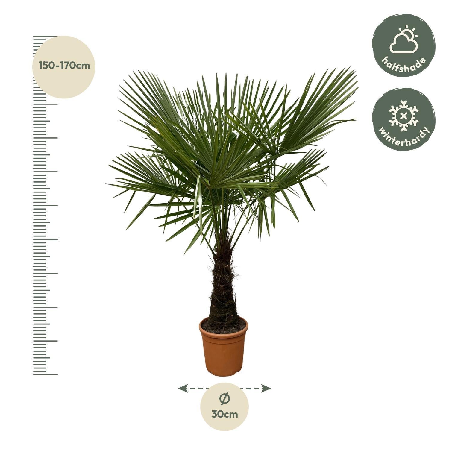 Trachycarpus - 180cm - Ø30