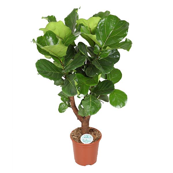 Ficus lyrata (vertakt) - Ø27cm - ↕140cm