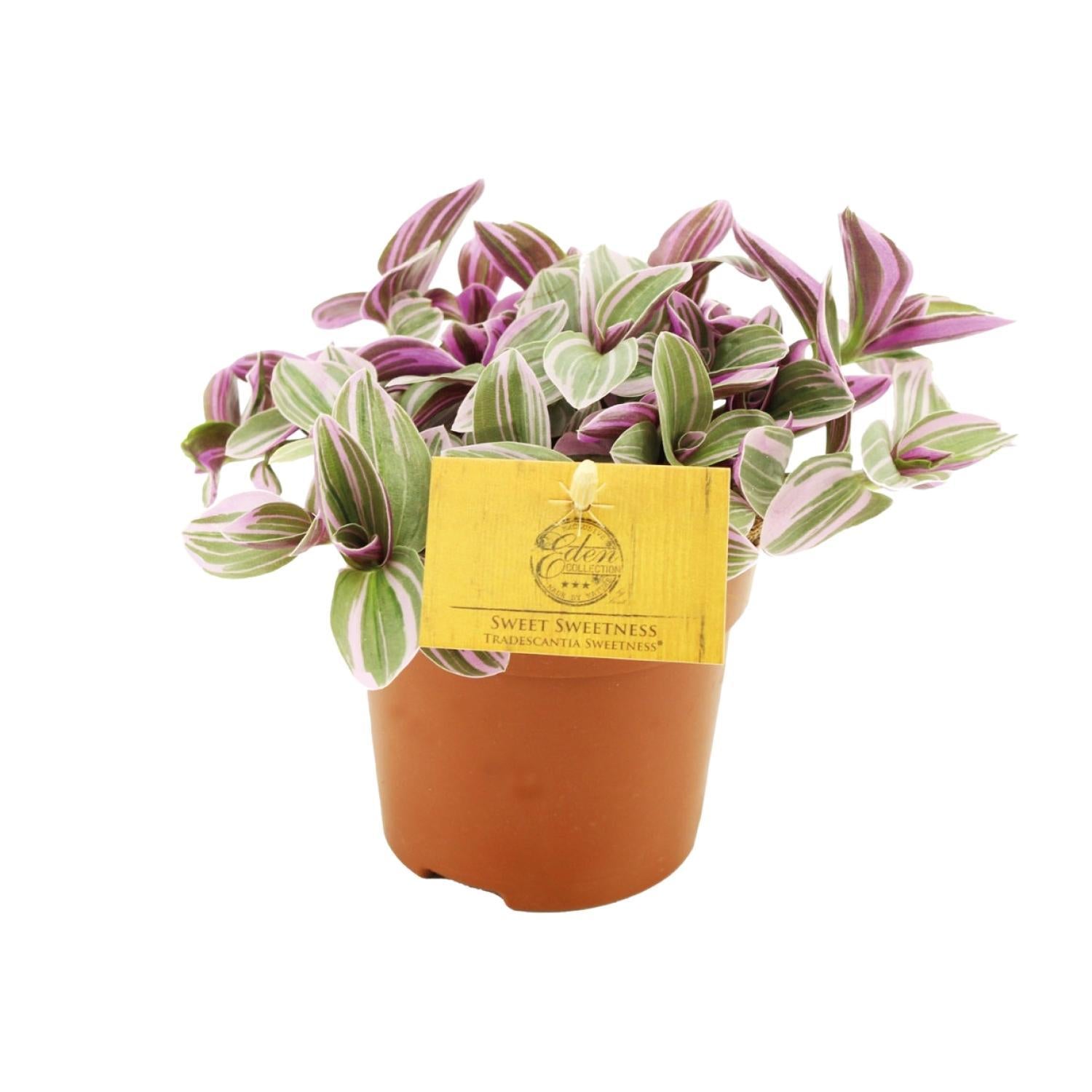 Tradescantia Sweetness 10,5cm - Ø10,5cm - ↕cm