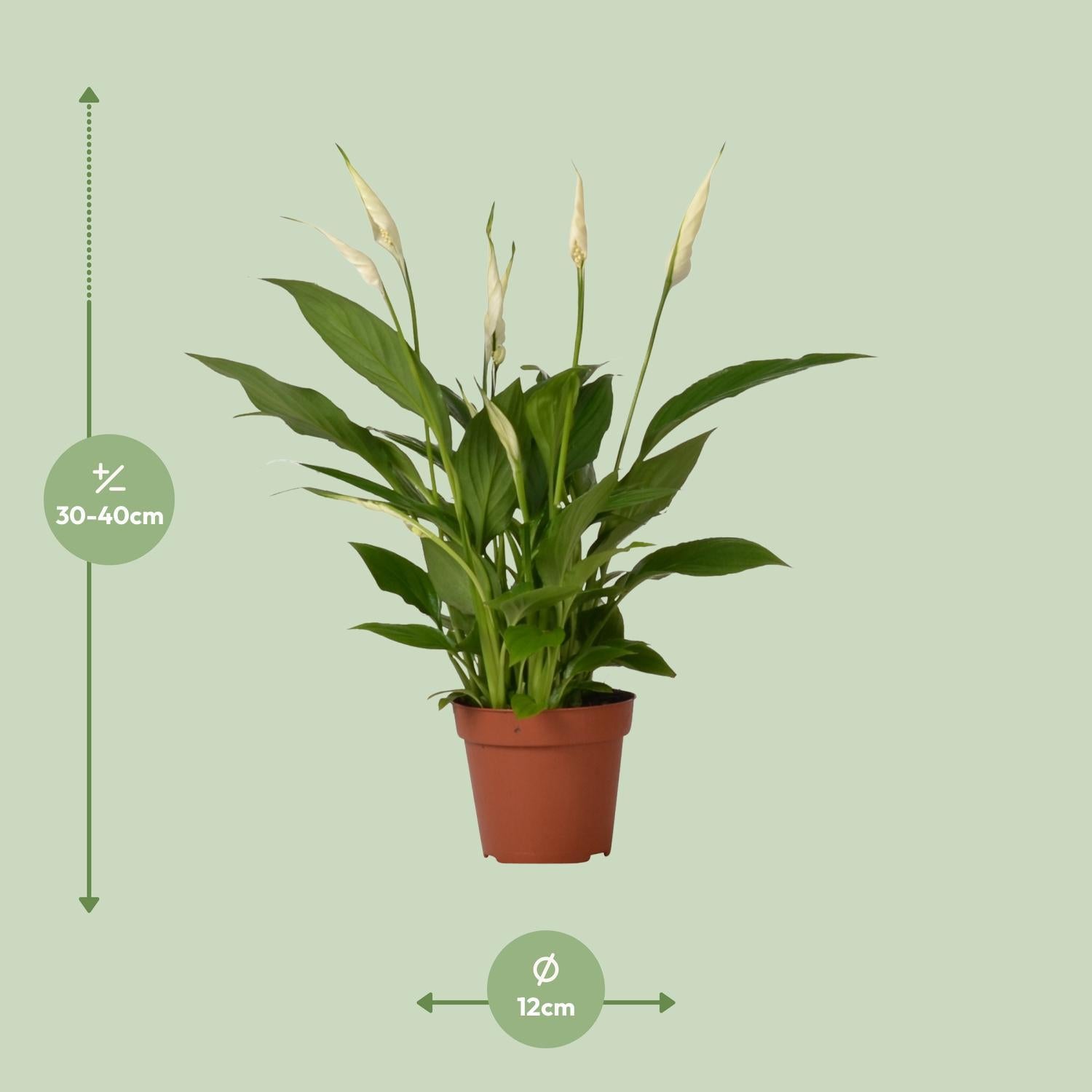 Friedenslilie - Spathiphyllum Bingo Cupido - Ø12cm - ↕45cm