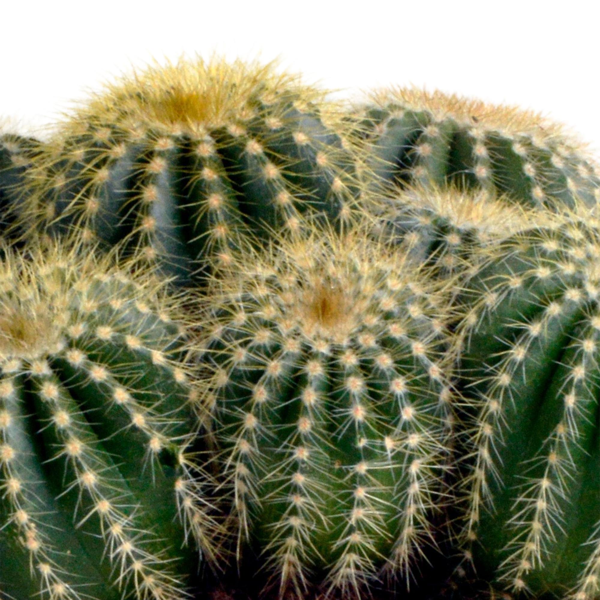 Kaktus  -Eriocactus warasii - 12cm