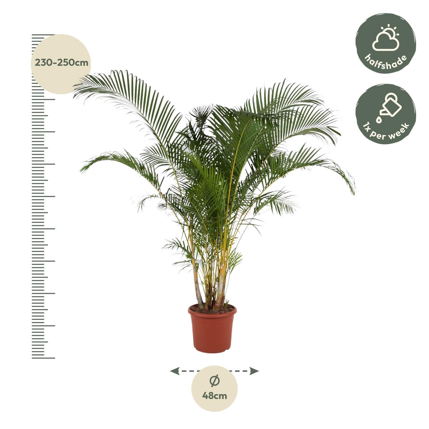 Arecapalme  Dypsis  Lutescens - 240 cm - ø48