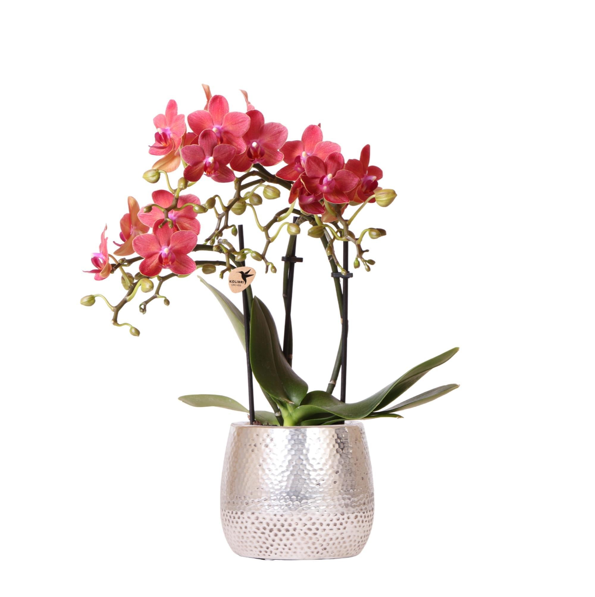 Orchidee rote Phalaenopsis Orchidee - Congo + Elite Topf silber - Topfgröße Ø9cm - 40cm hoch | blühende Zimmerpflanze im Blumentopf - frisch vom Züchter