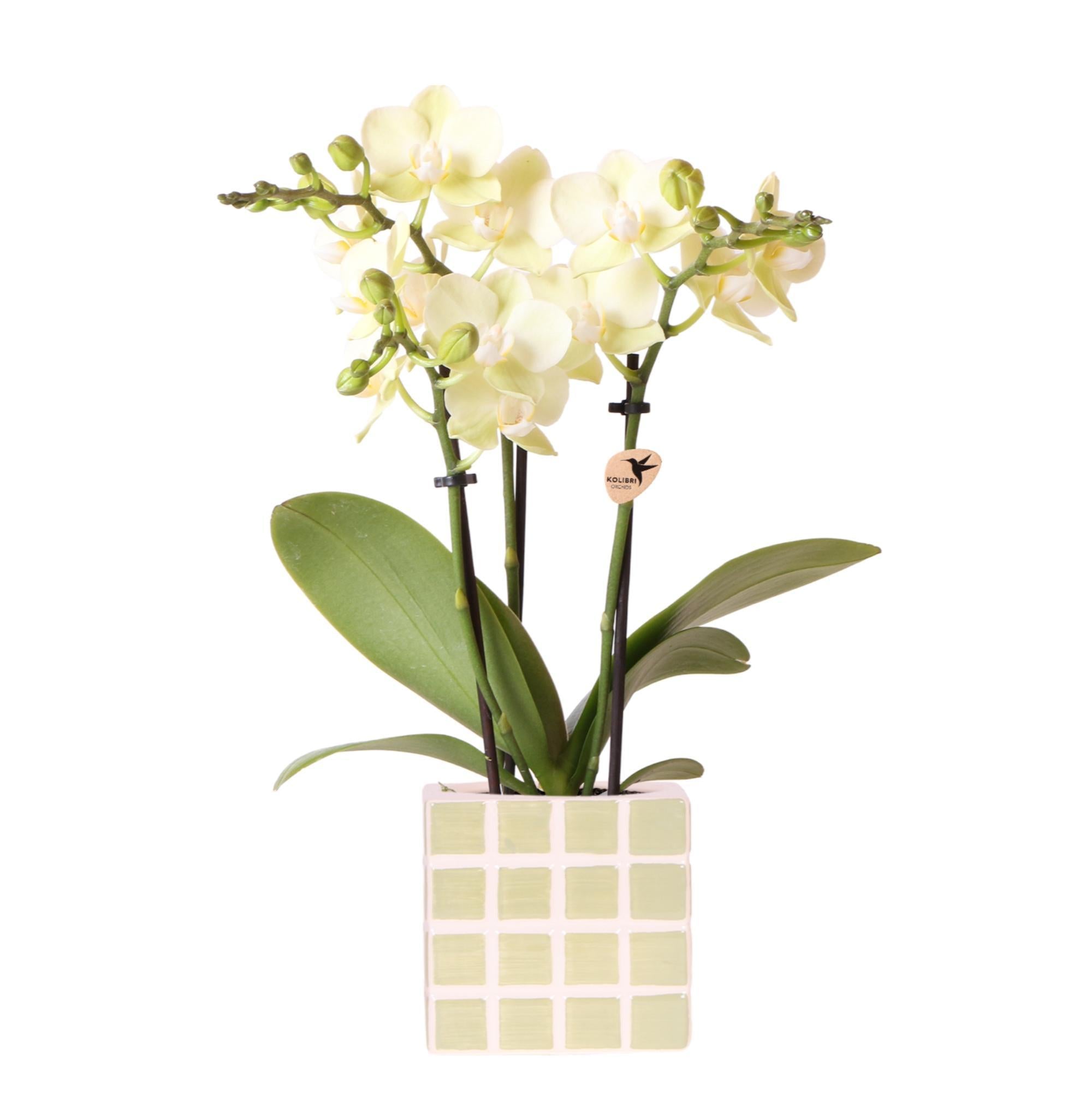 Orchidee Gelbe Phalaenopsis Orchidee Mexiko + Mosa Ziertopf Grün - Topfgröße Ø9cm | Blühende Zimmerpflanze - Frisch vom Züchter