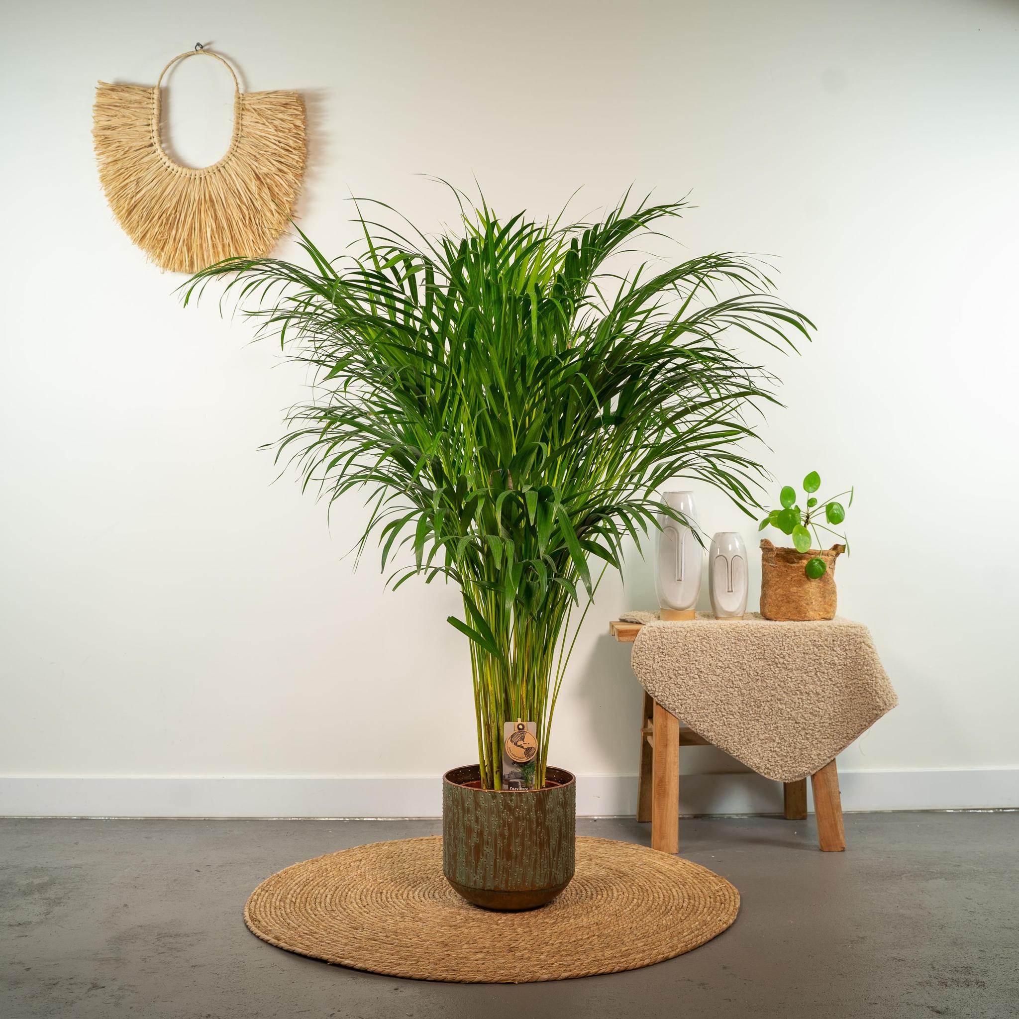 Arecapalm - Ø21cm - ↕110cm