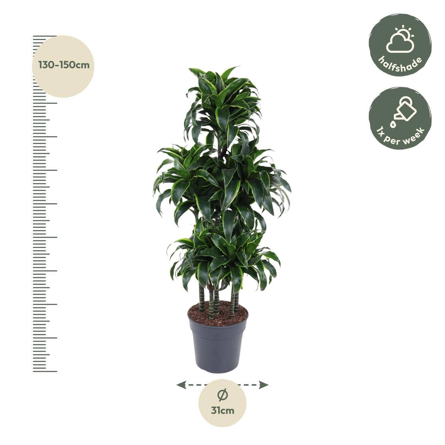 Drachenbaum Dorado - Dracaena Dorado Carrousel - 140 cm - ø31