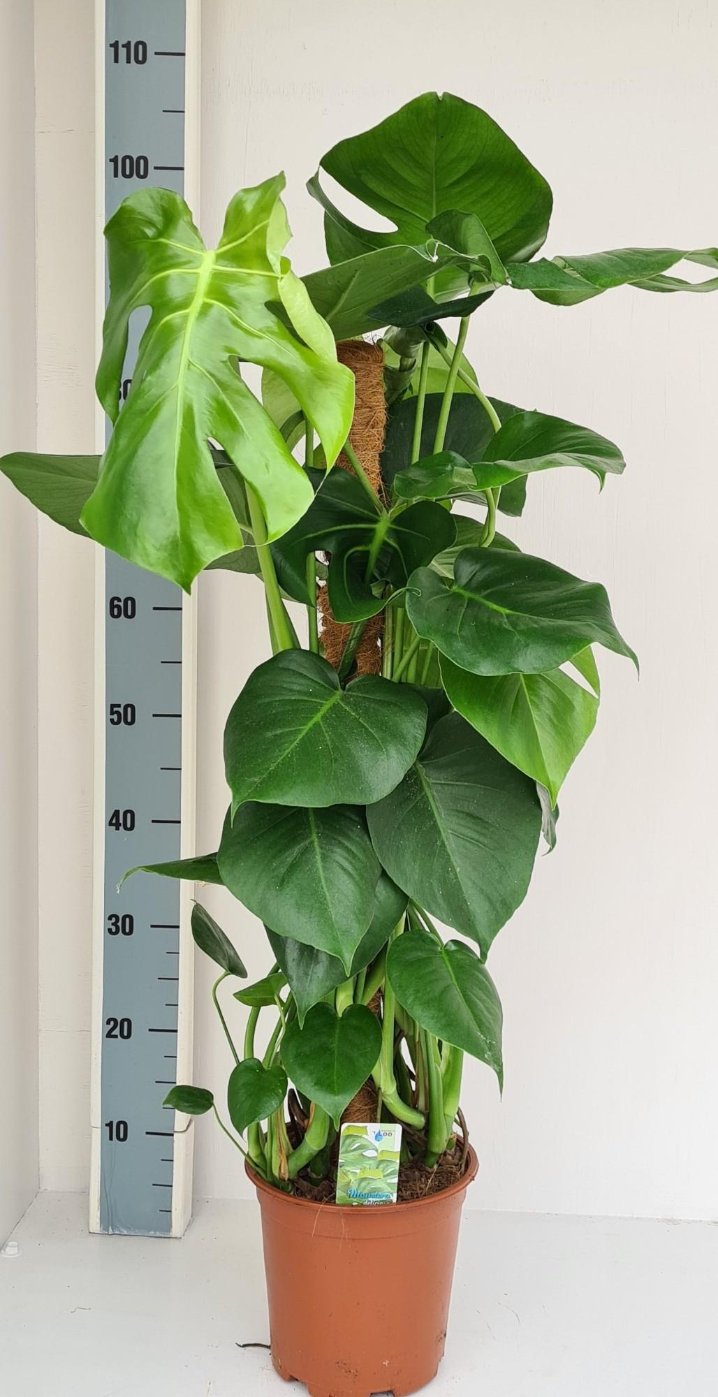 Fensterblatt - Monstera -  Mosstok mit Moosstab