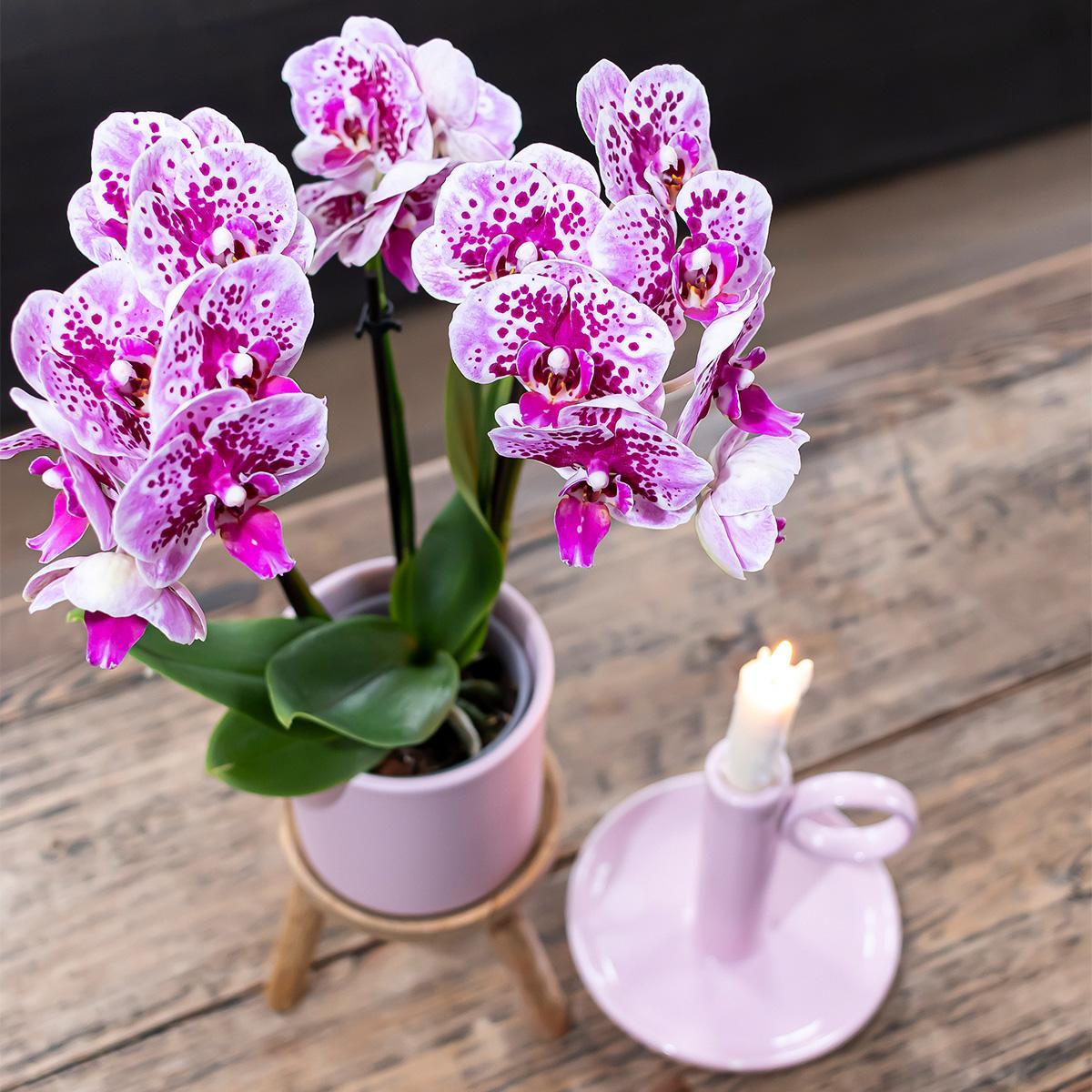 Kolibrie-orchideeën | COMBI DEAL van 2 roze paarse Phalaenopsis orchideeën - El Salvador - potmaat Ø9cm | bloeiende kamerplant - vers van de veredelaar