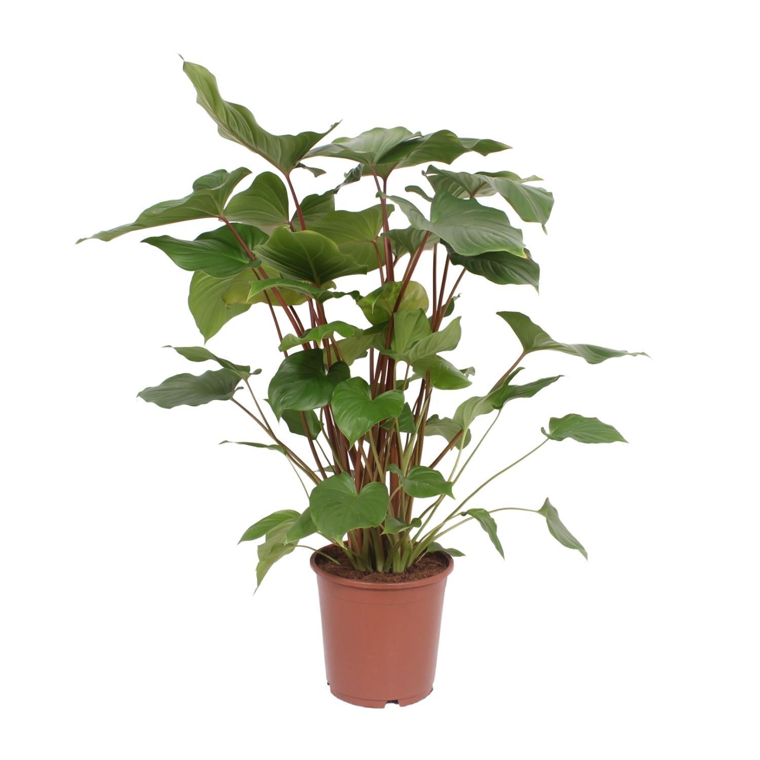 Herzblattpflanze - Homalomena Rubescens Maggy - Ø24cm - ↕90cm