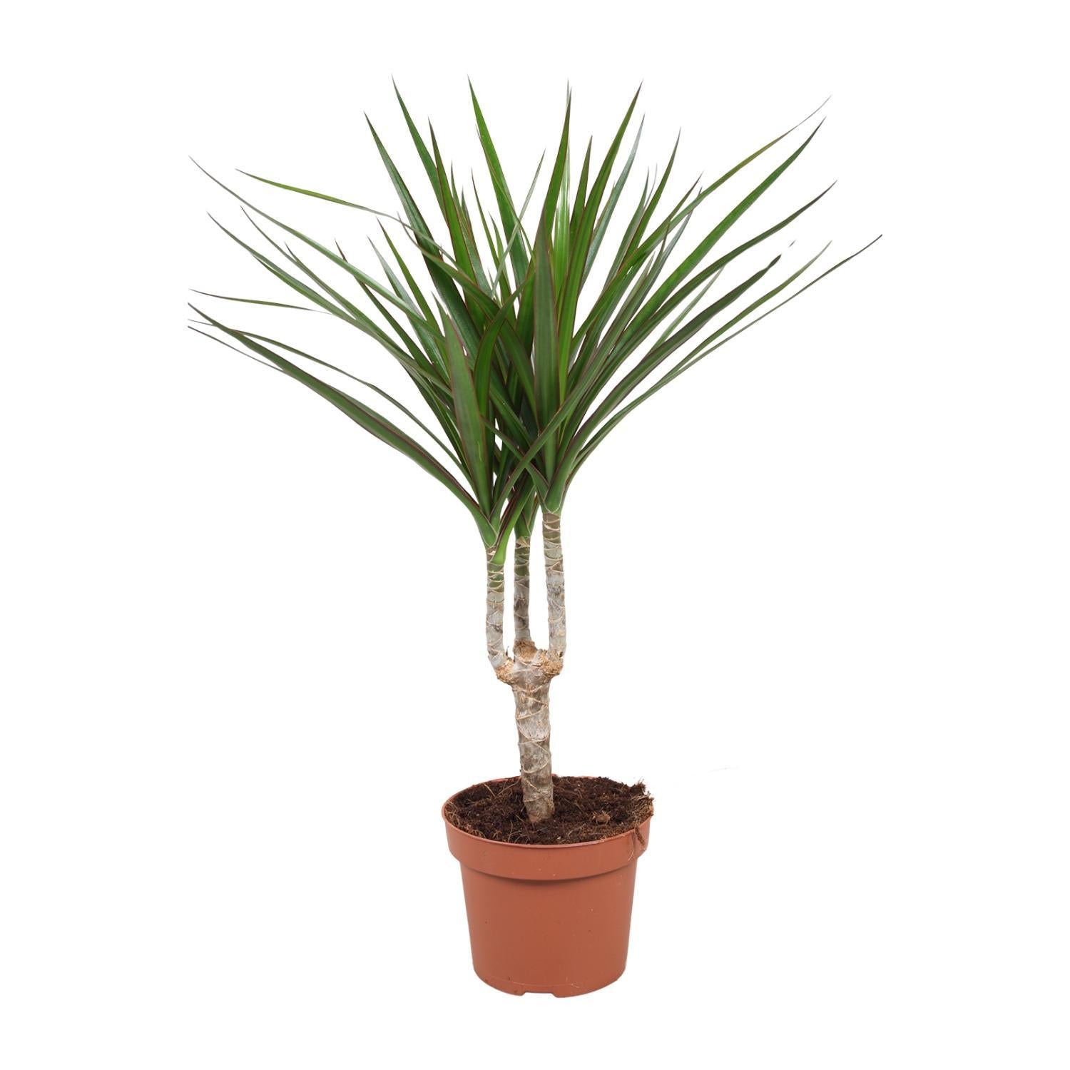 Drachenbaum Marginata - Dracaena Marginata - Ø12cm - ↕50cm