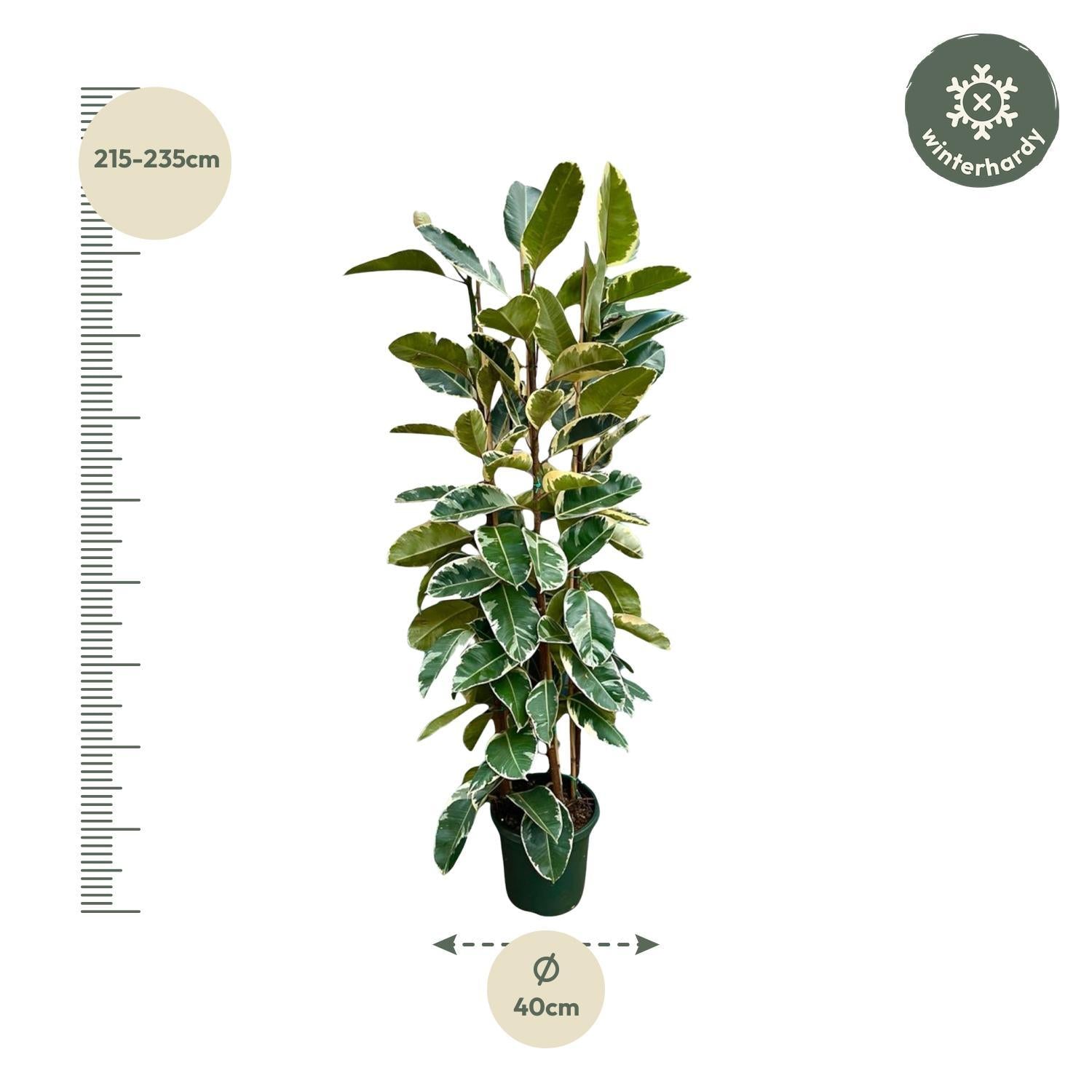 Gummibaum Ficus Elastica Tineke Strauch - 225cm - ø40