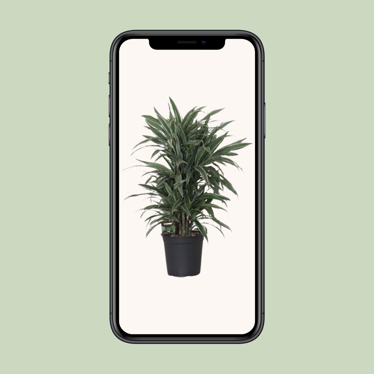 Dracaena Frag. Warneck ei - Ø24cm - ↕100cm